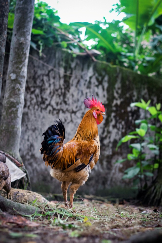 Healthy Rooster