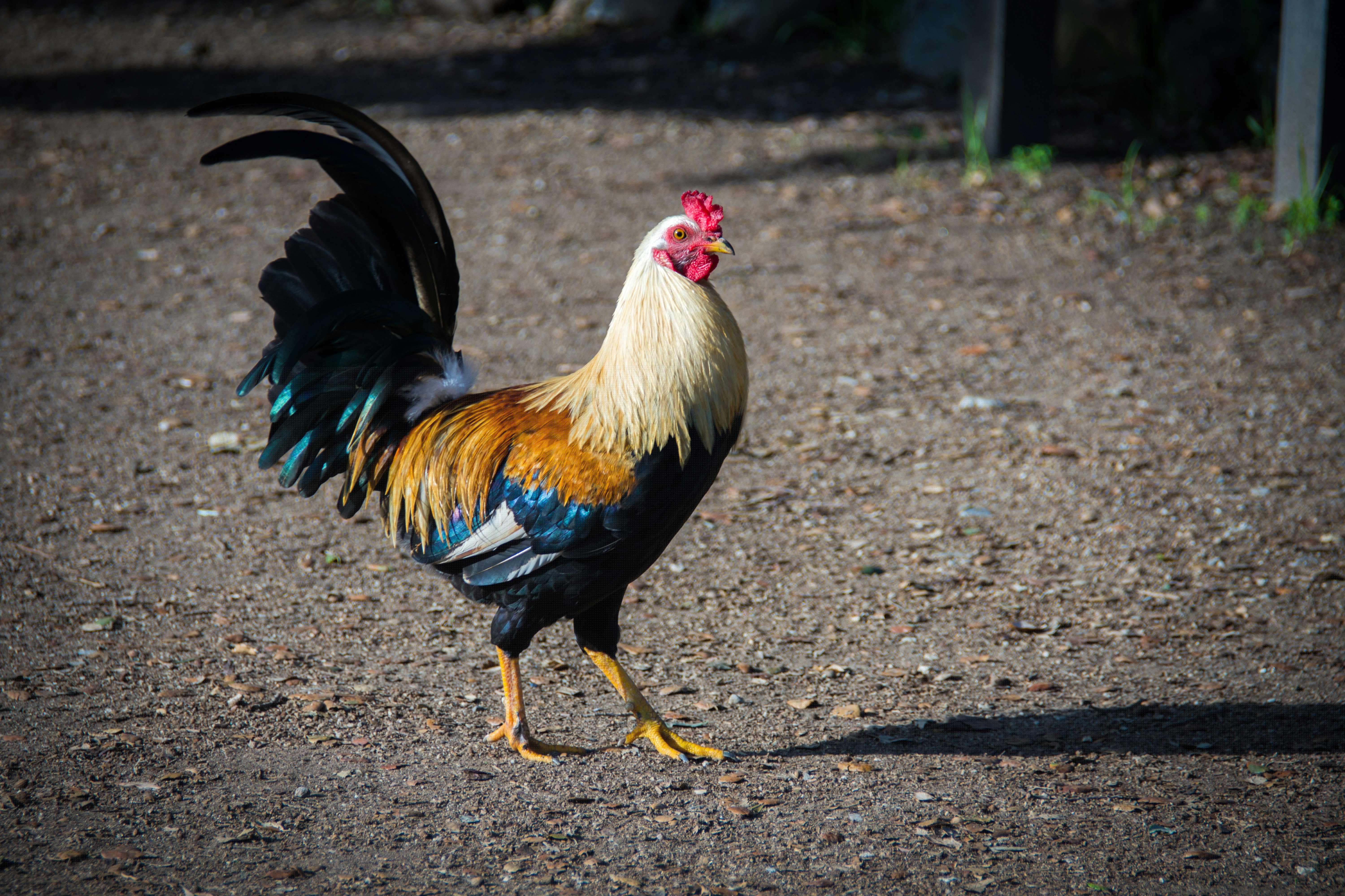 Colorful Rooster