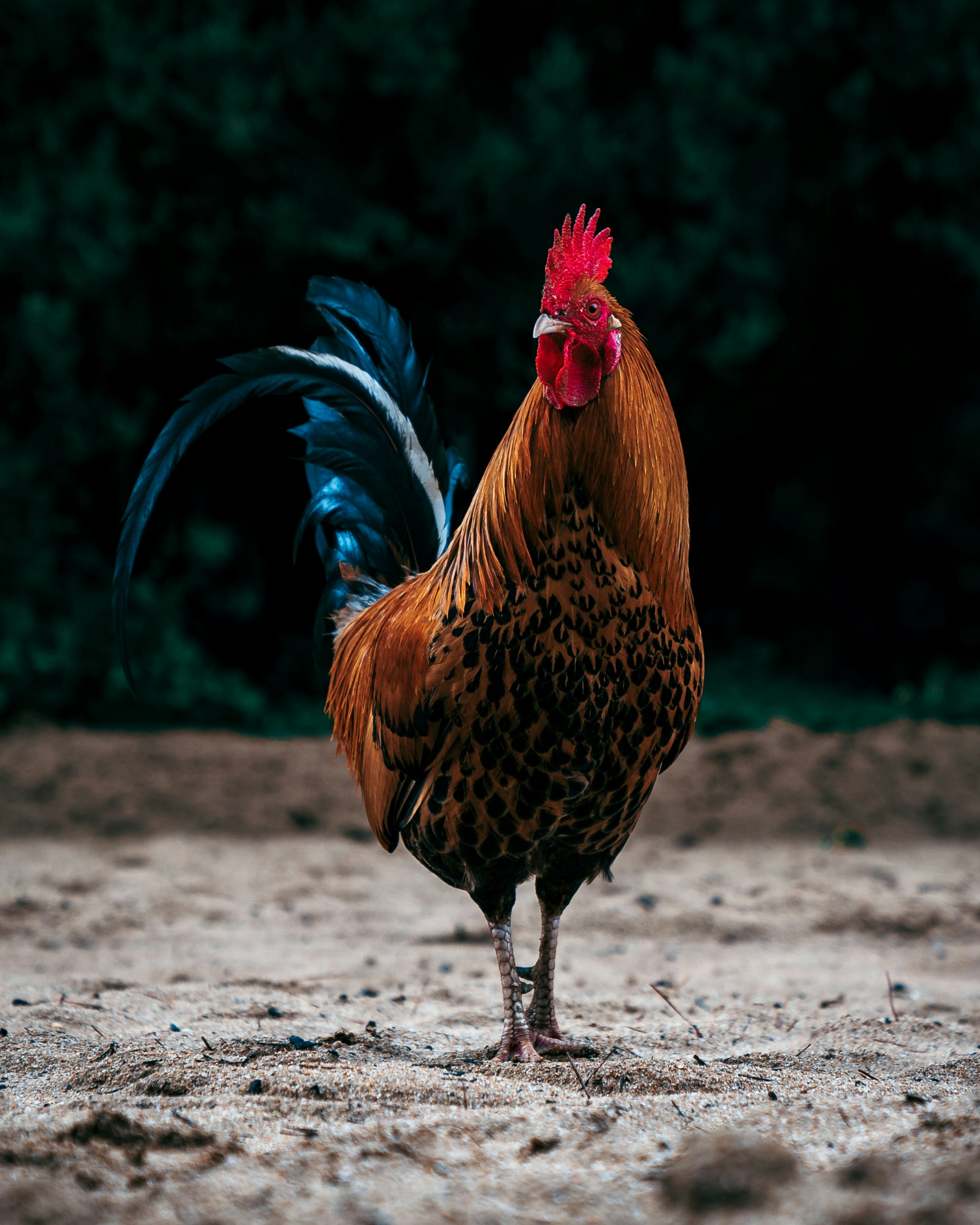 Healthy Rooster