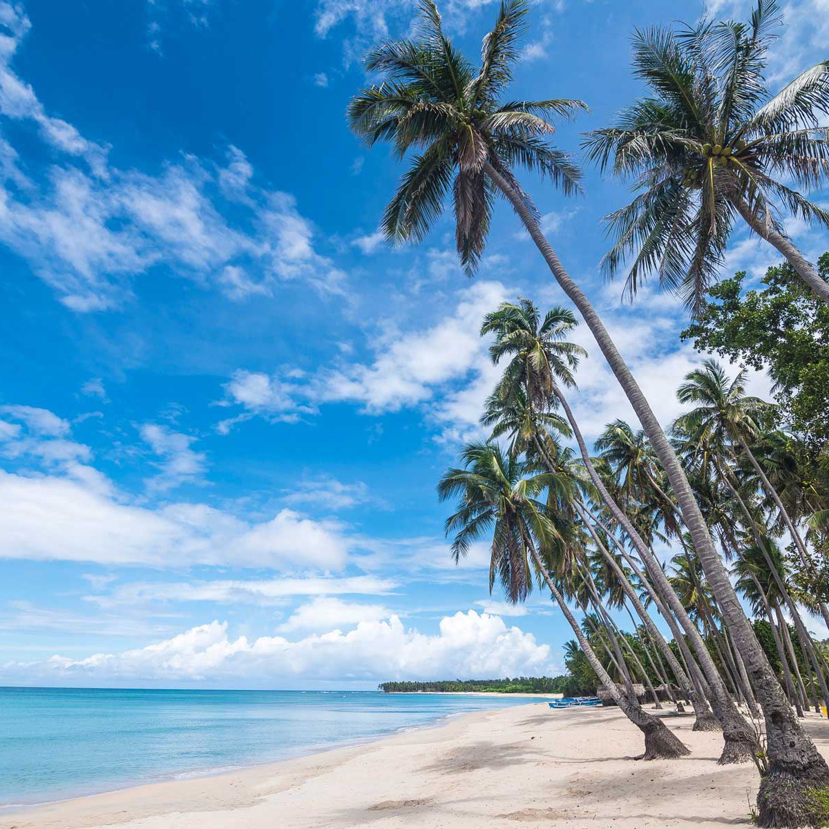 Caribbean Teakwood