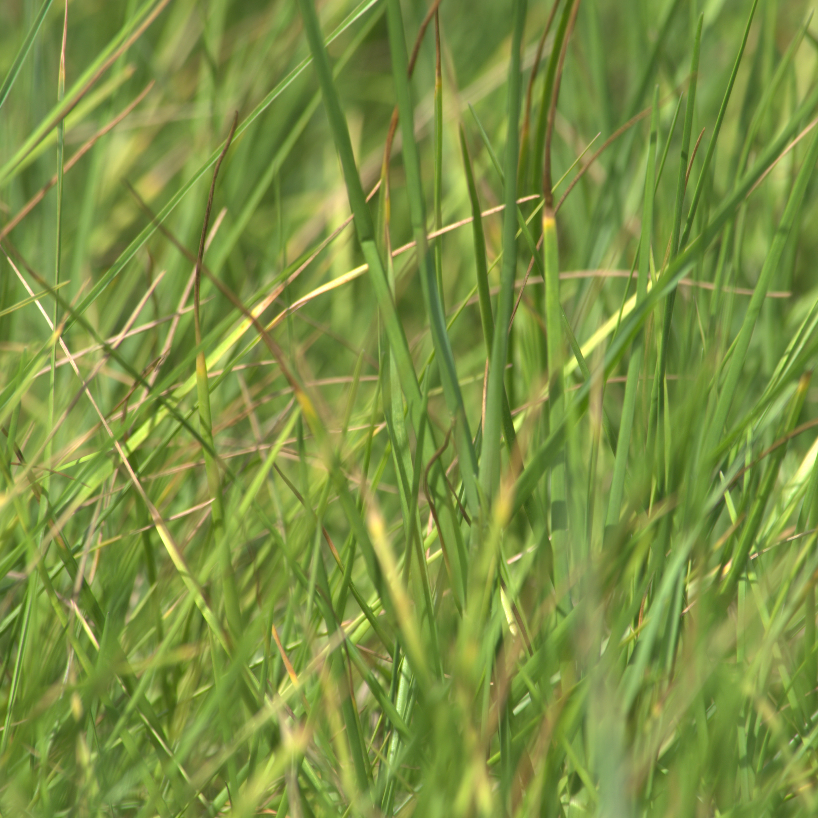 Lawn Clippings