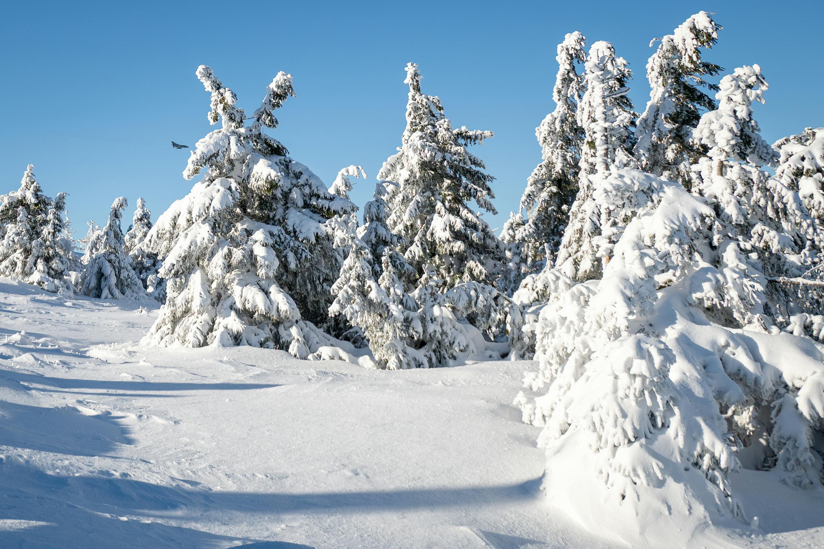Winter Wonderland