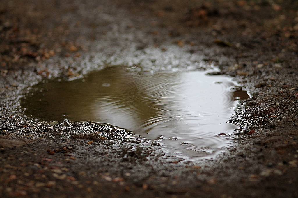Mud Puddle