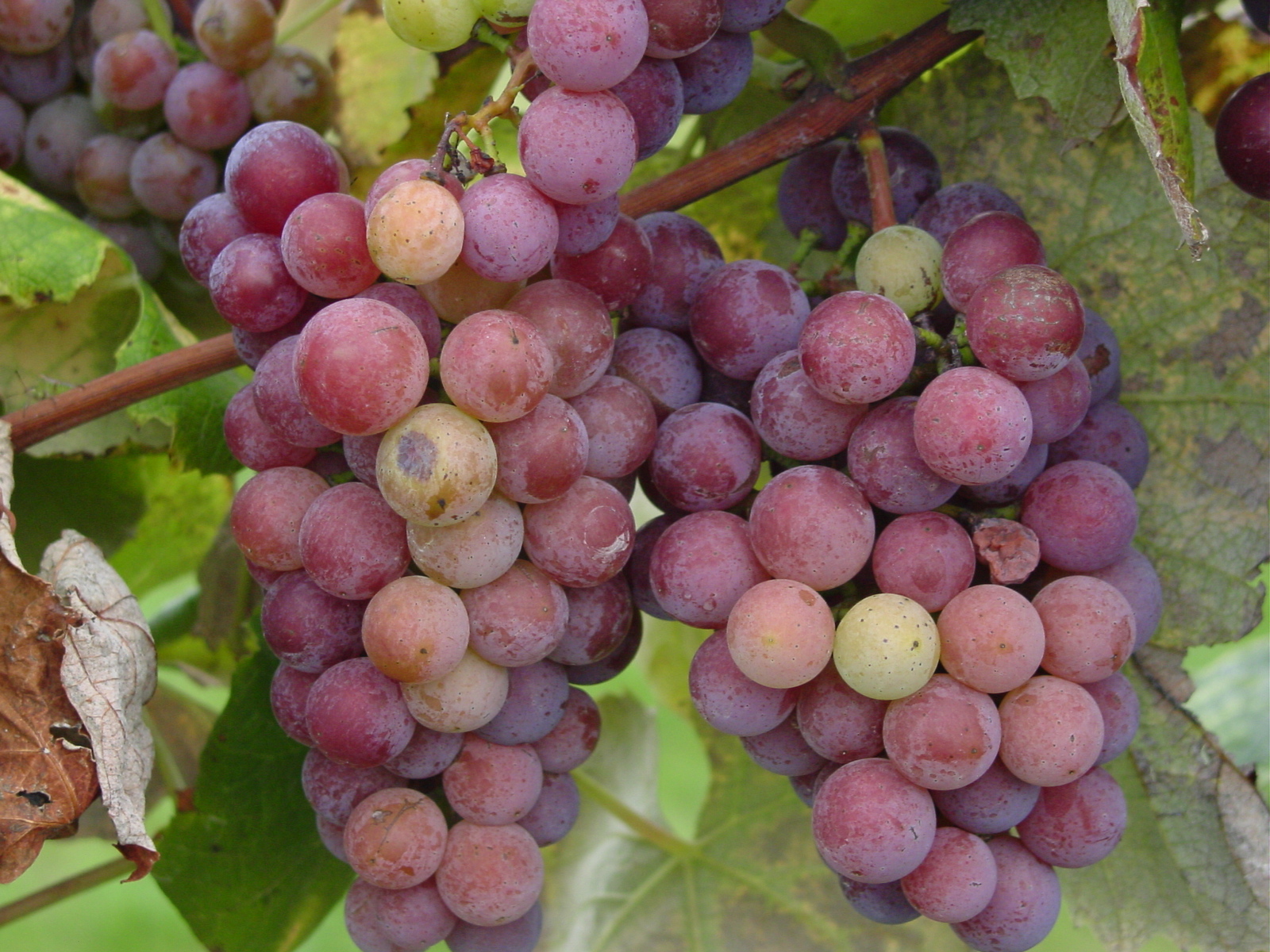 Grape Kool Aid