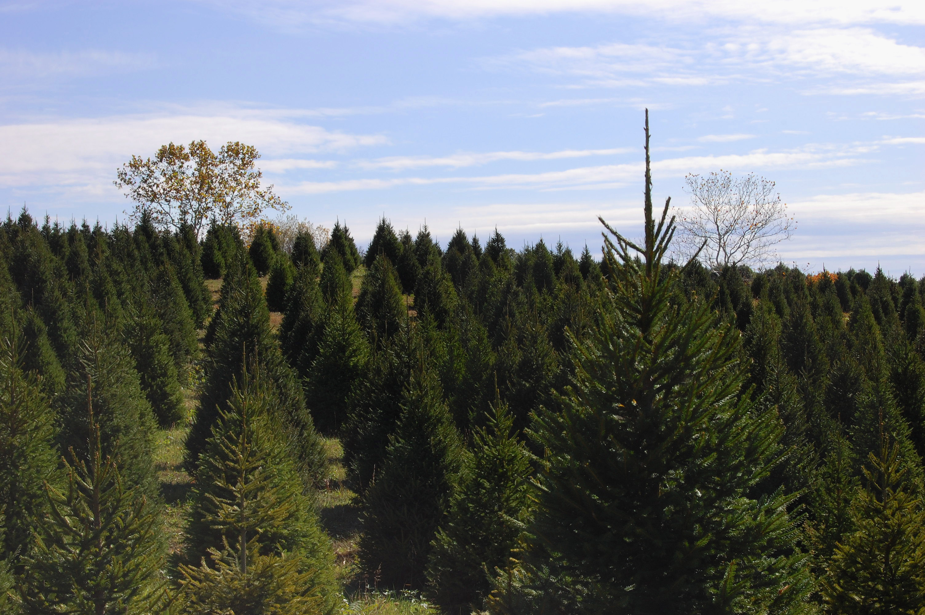Christmas Tree Farm