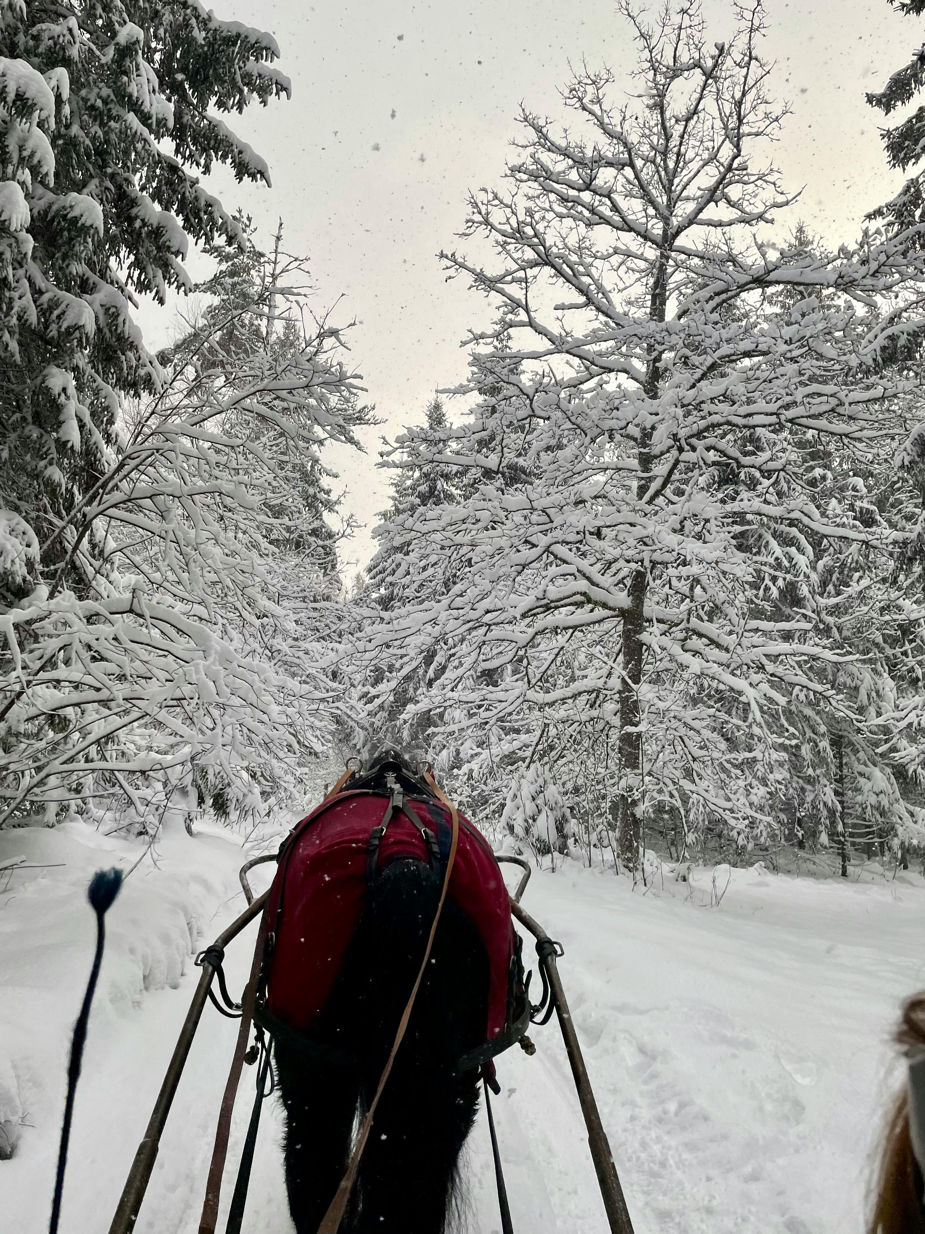 Sleigh Ride