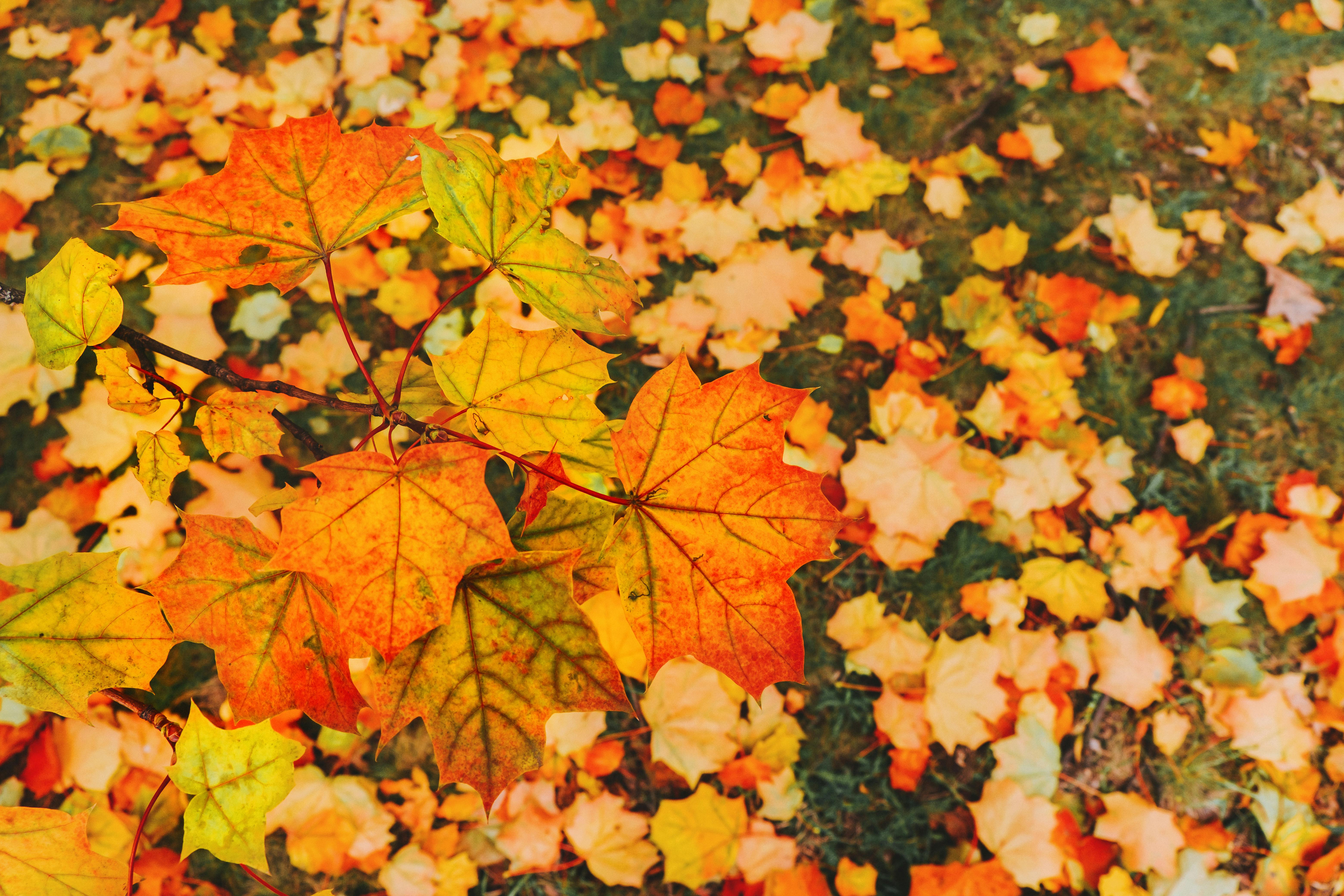 Fall Leaves