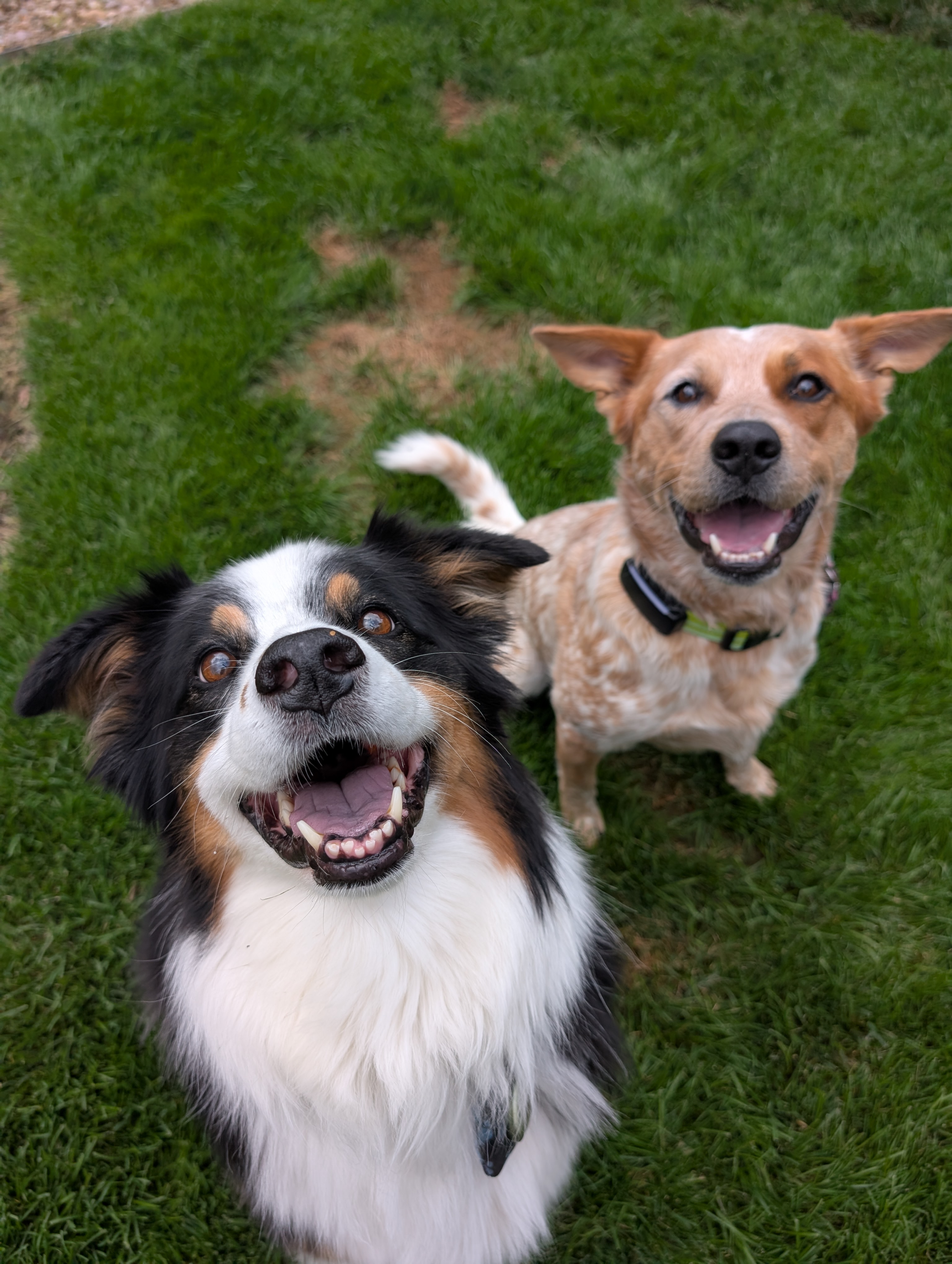 Overnight, in home pet sitting