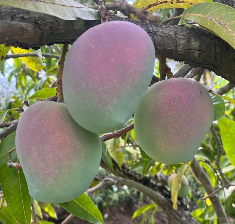 Mini Mango Combo