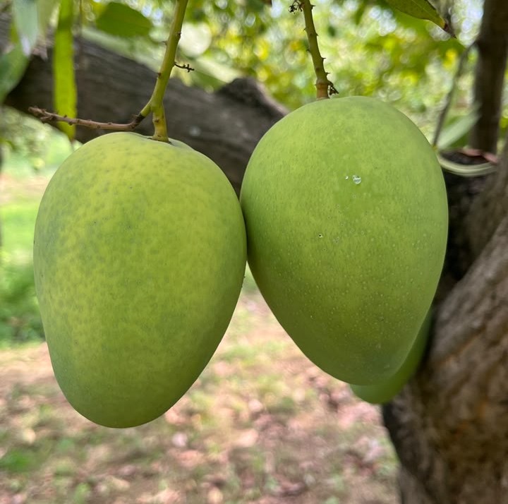 Benisa/Banganapalli