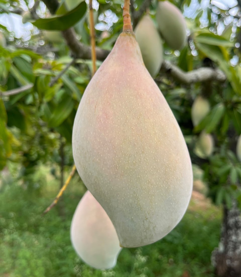 Bengalura/Totapuri Raw