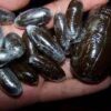 Buy Moroccan Hash Eggs Online – Premium Imported Moroccan Hashish