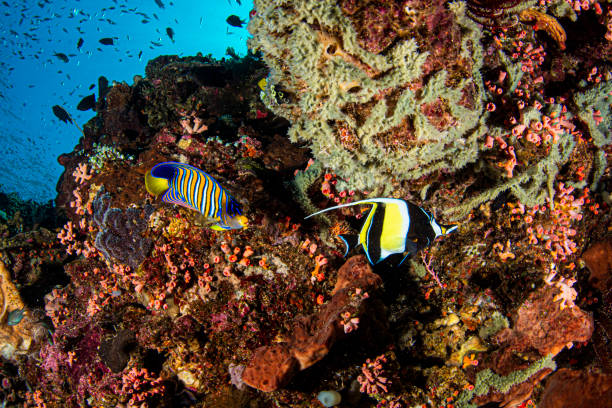 Diving in Bunaken Tour Package