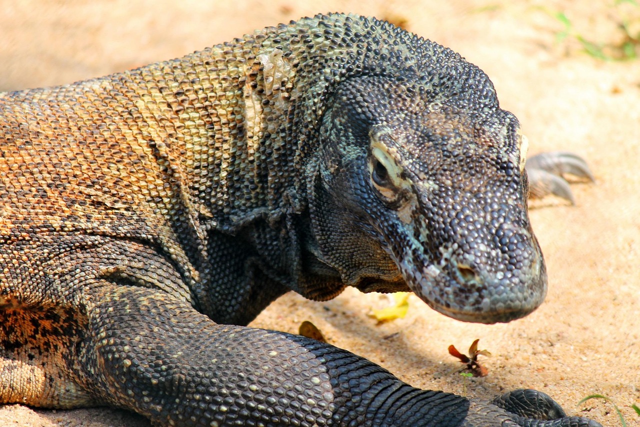 Comodo Island Tour Package