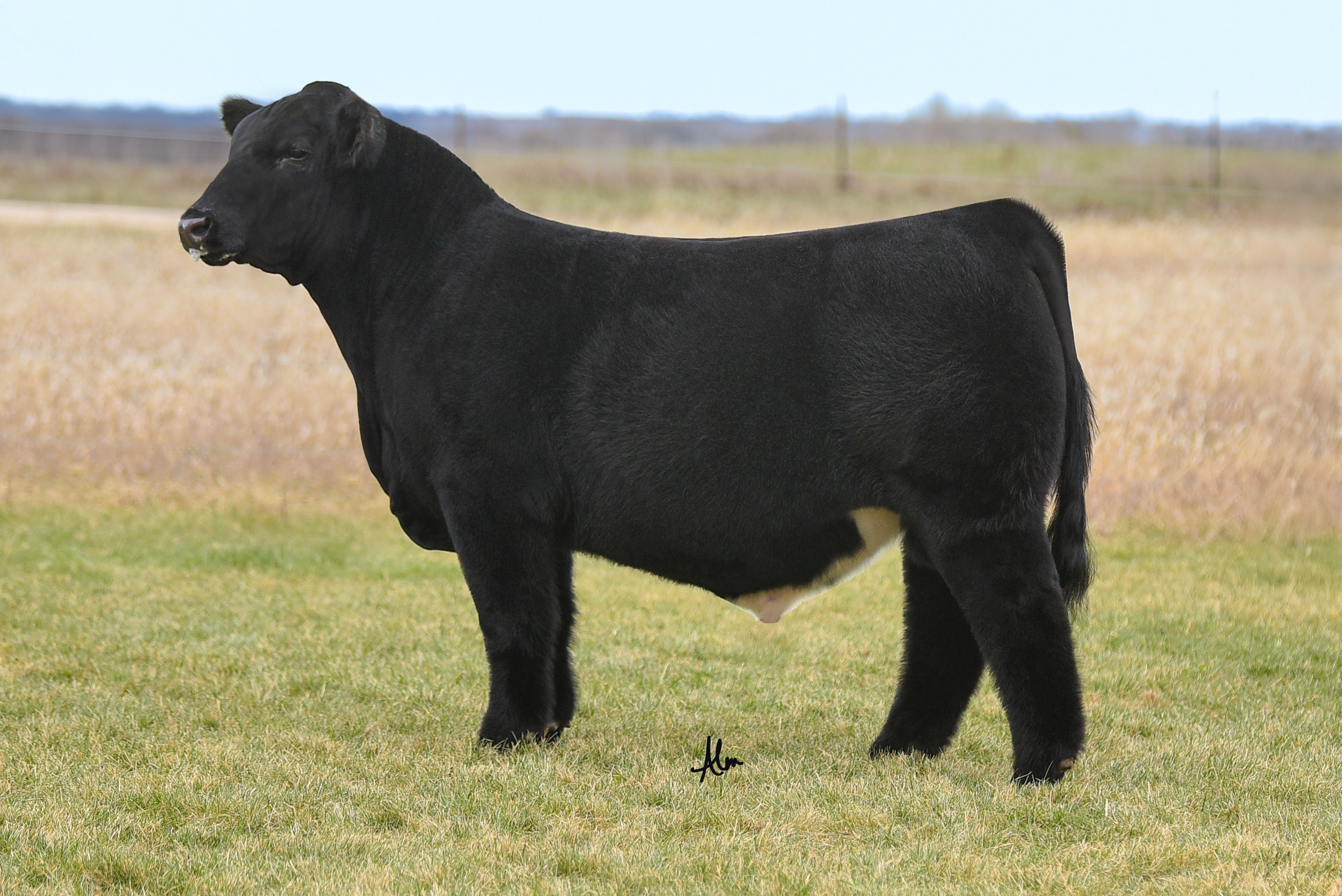 Slik Rose Gambler 55N - Semen 