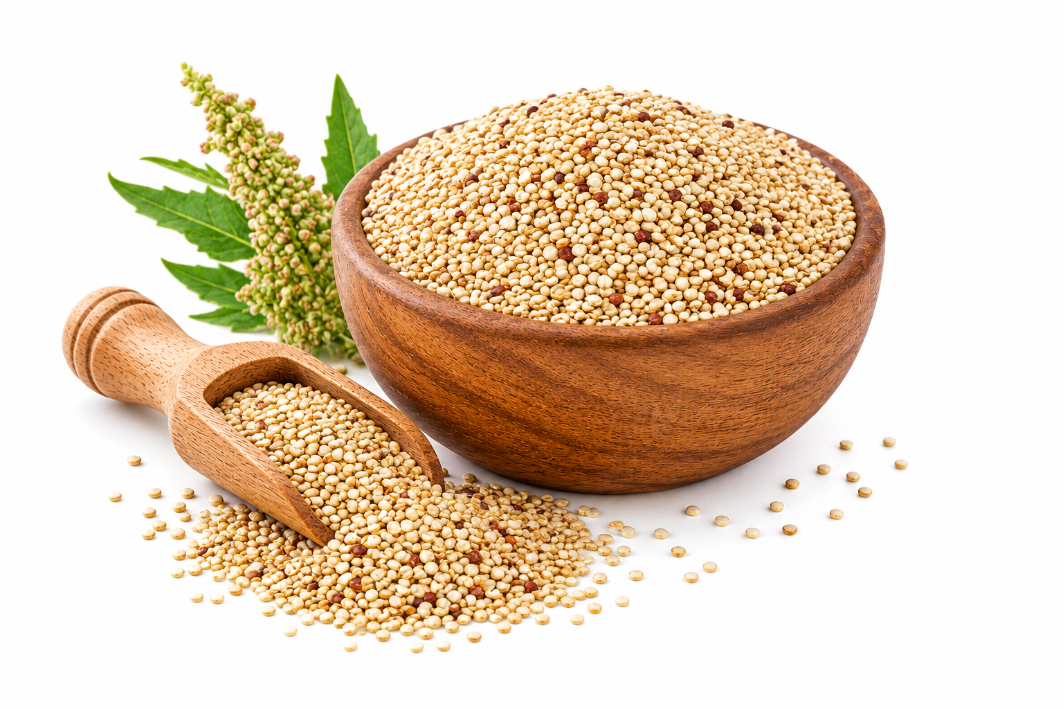 Graine de Quinoa