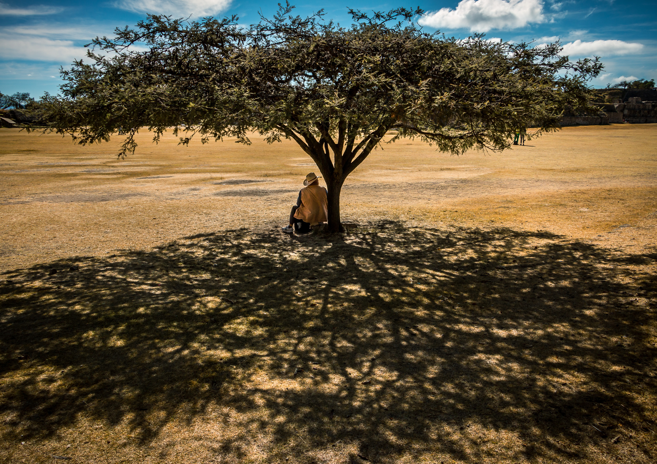 Grateful For Some Shade: Lone Acacia Tree Print