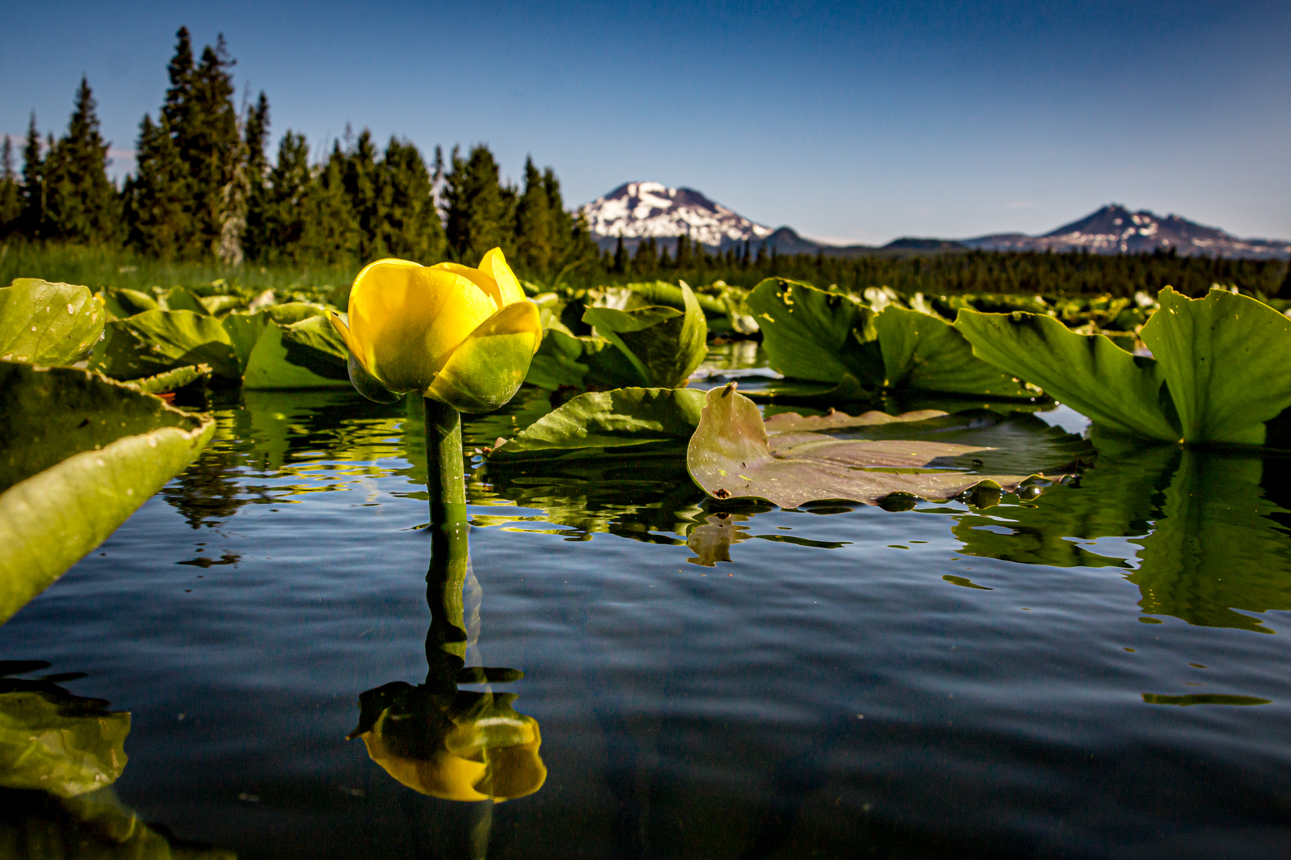 Mountain Lake Lotus Art Print