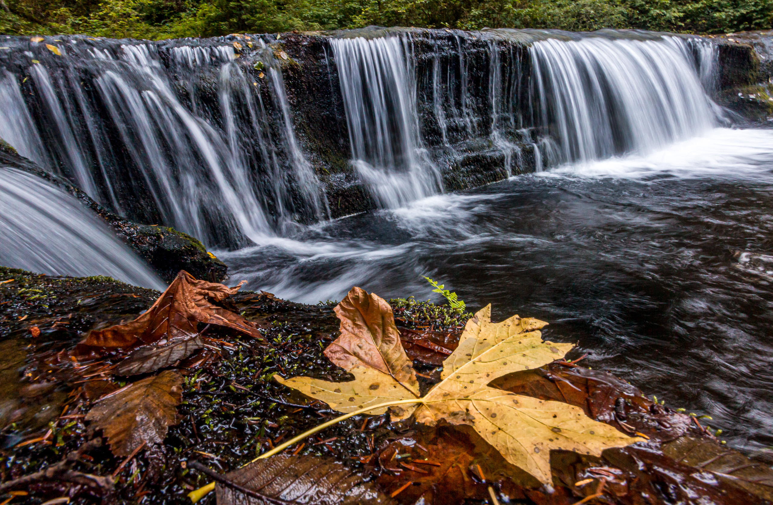 Waterfall and Autumn Leaf Canvas Print