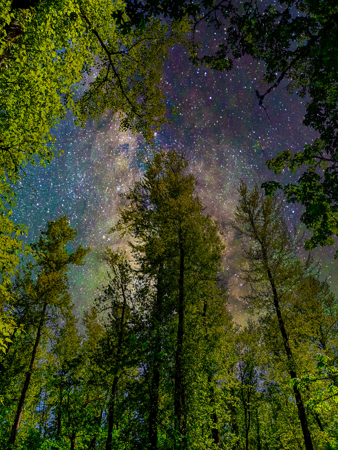 Starry Forest Canvas Print