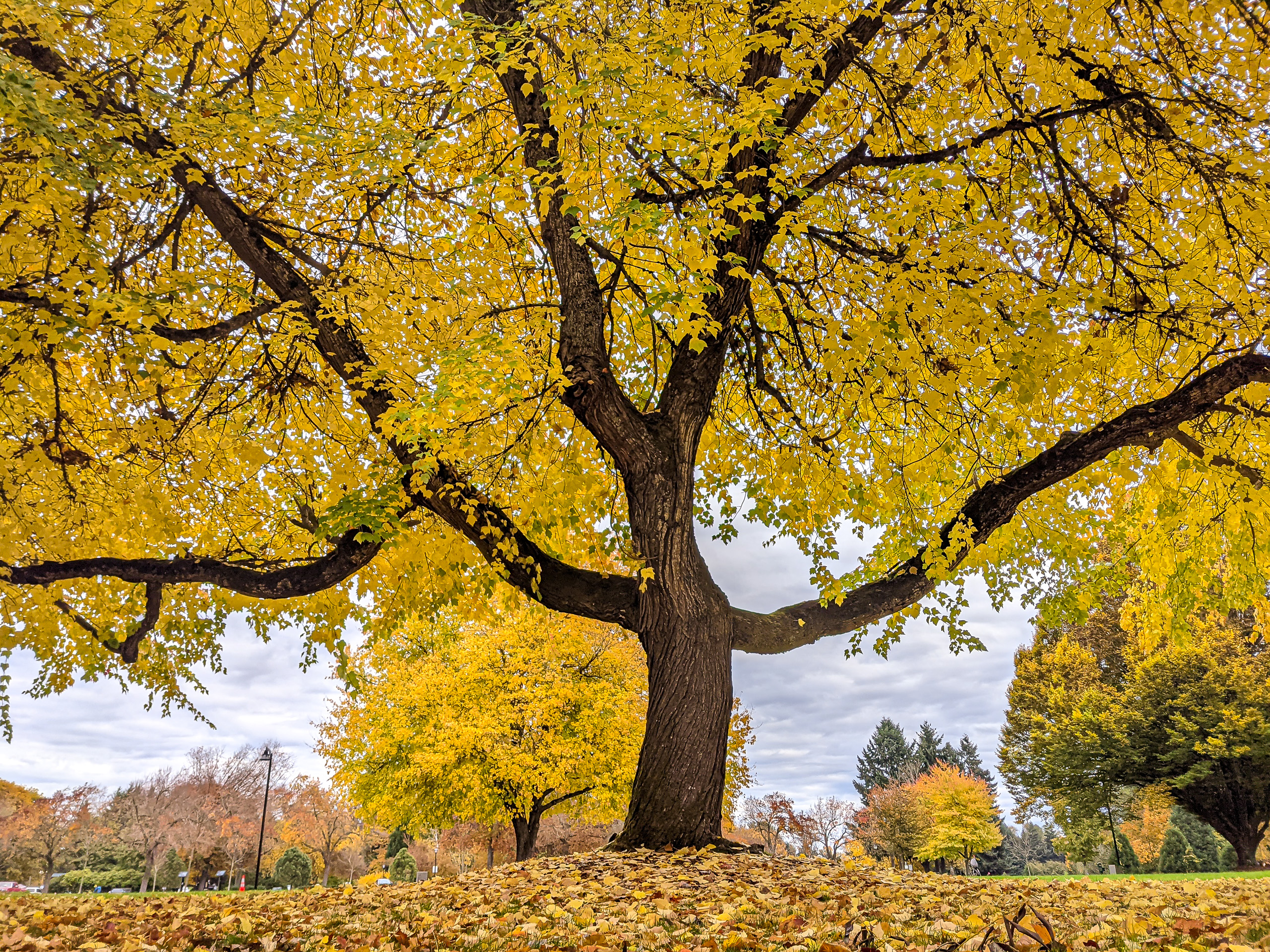 Golden Autumn Tree Wall Art