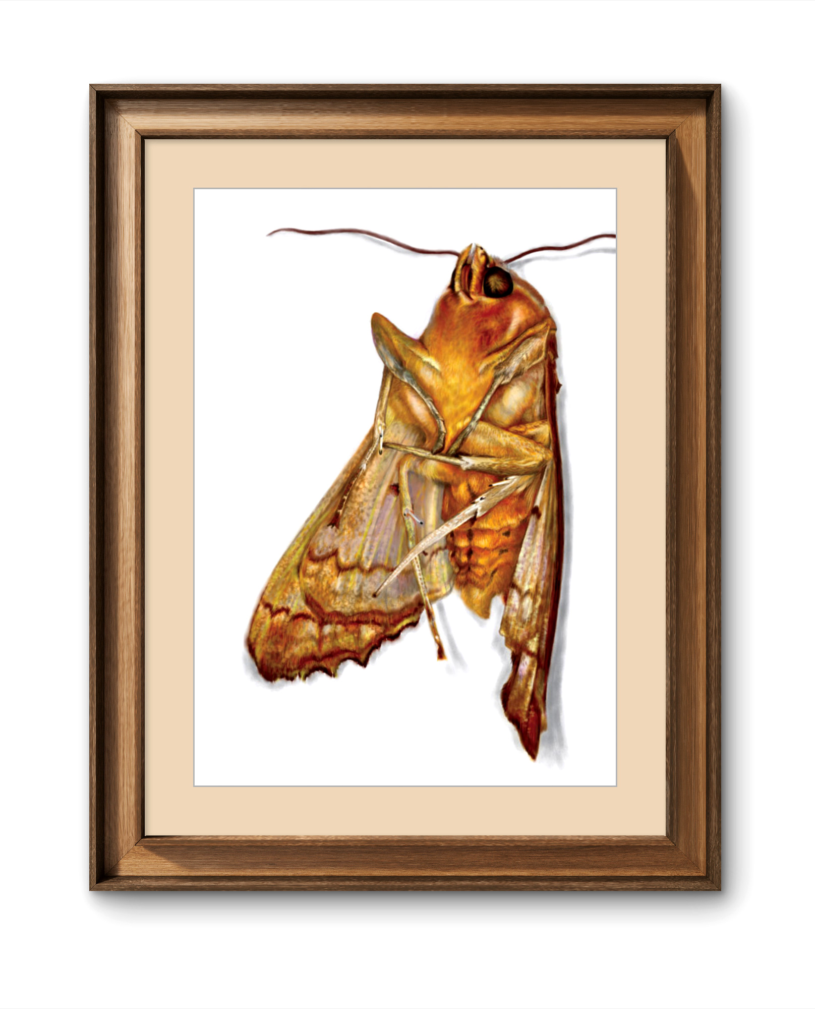 'Angleshade' - Eye Catching Realistic Moth Specimen Art Print