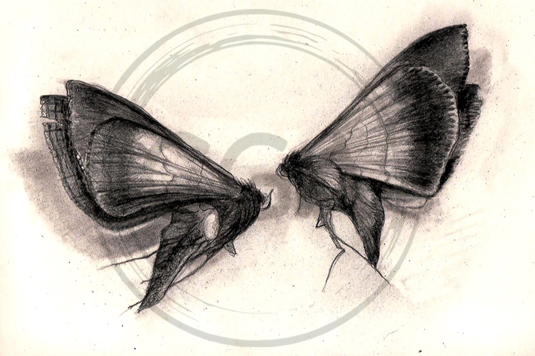 'Moon Dance' - Evocative Charcoal Drawing Moths Art Print