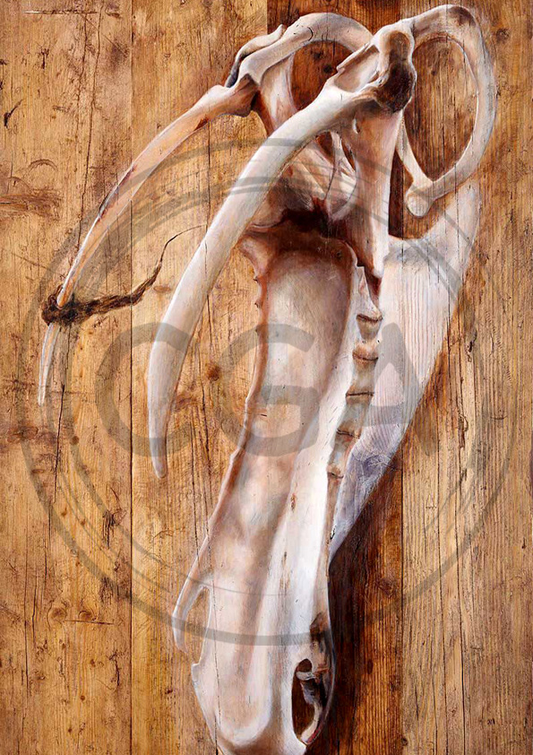 'Flown' - Rustic Skeletal Seabird Art Print