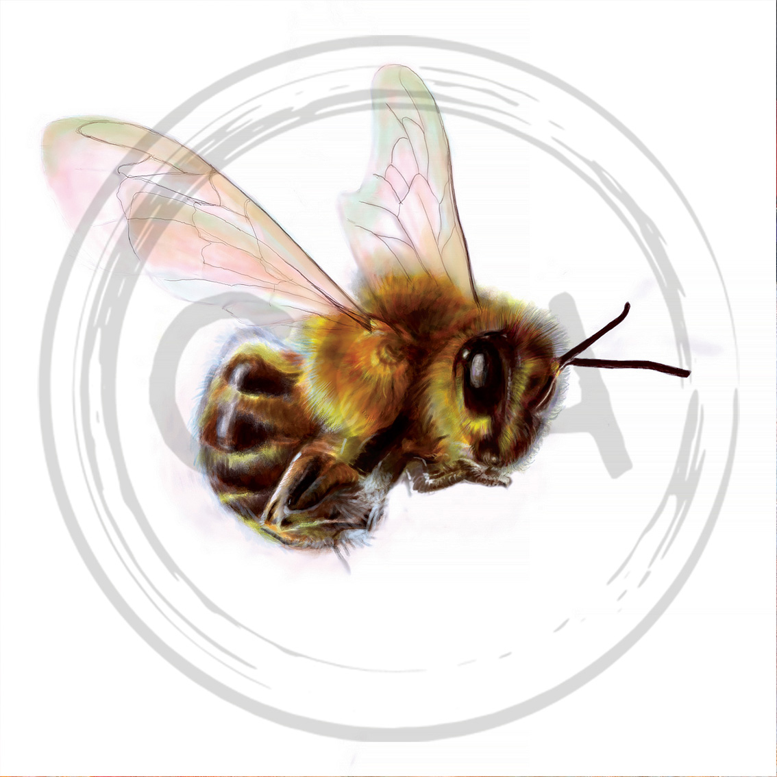 'Let's BEE friends' Super Cute Bee Specimen Art Print