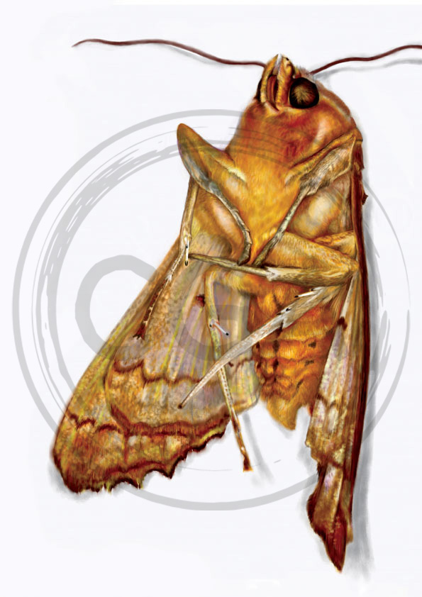 'Angleshade' - Eye Catching Realistic Moth Specimen Art Print