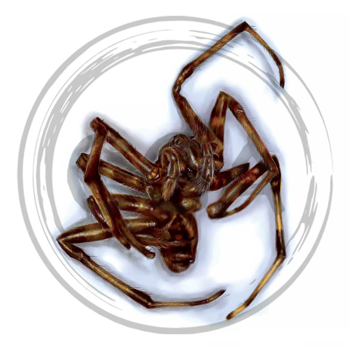 'Spindle' - Heartstopping Digital Drawing Spider Art Print