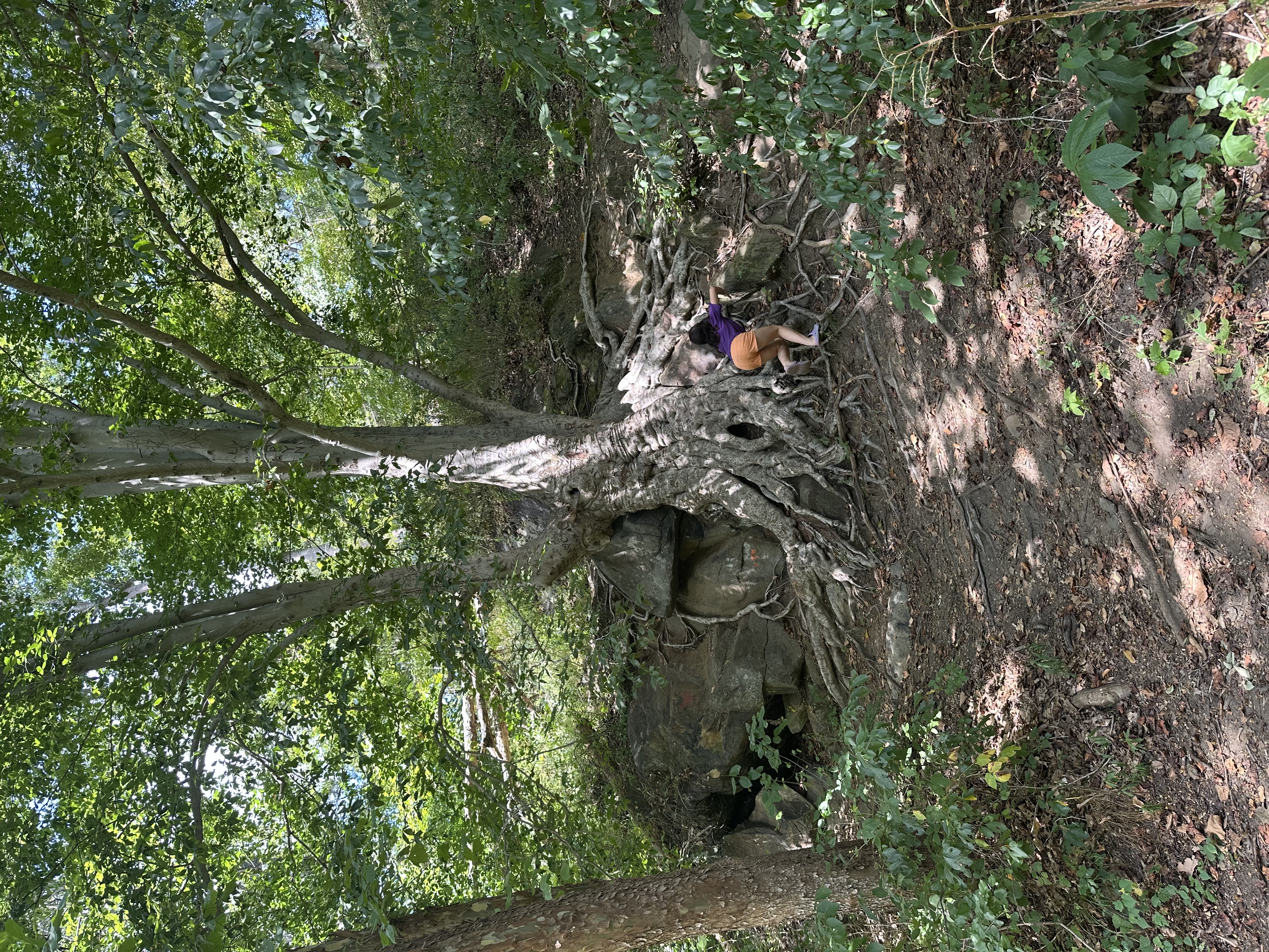 Forest Bathing, 1:1 Session