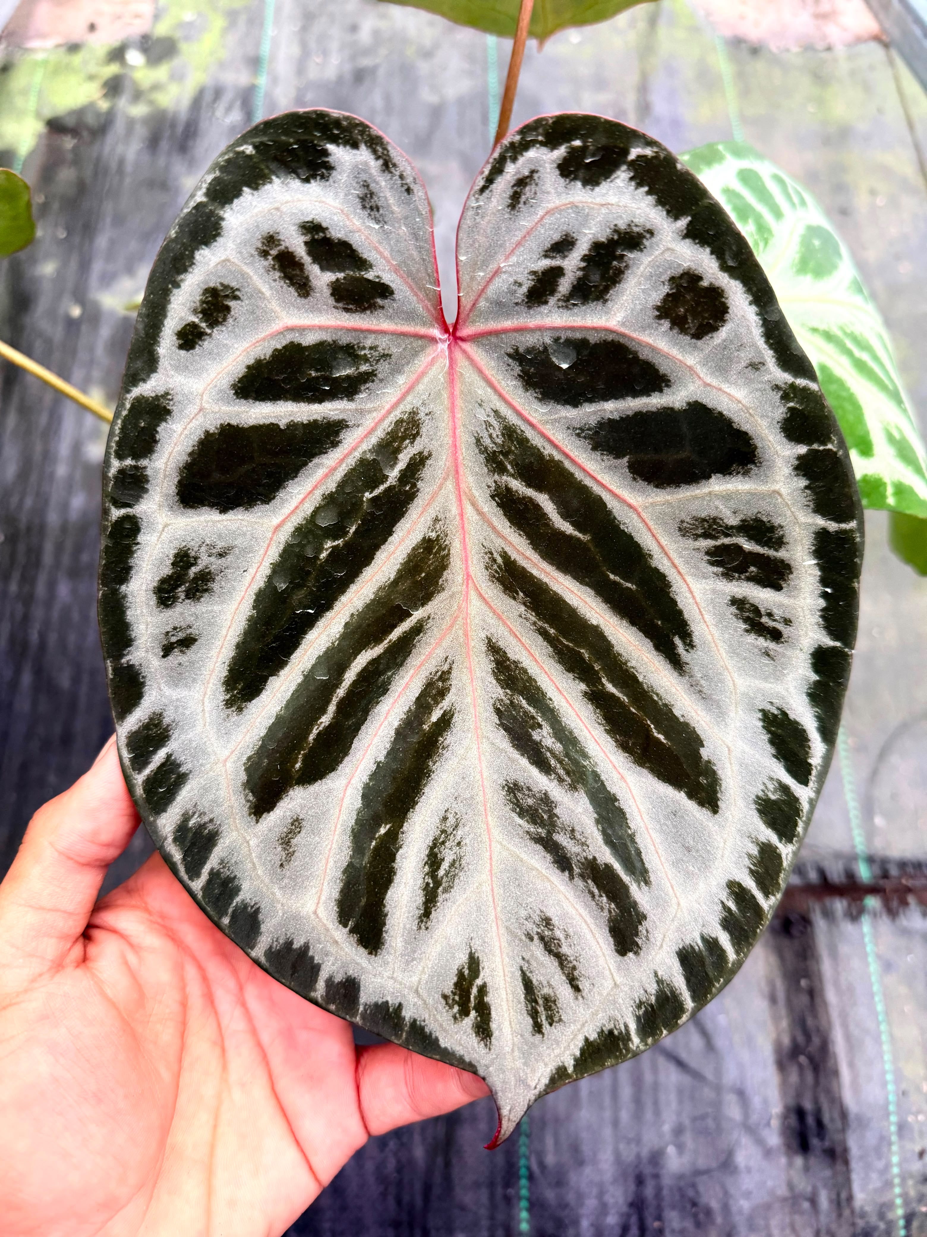 Anthurium HURC "Silverveins x Red Tiger01"