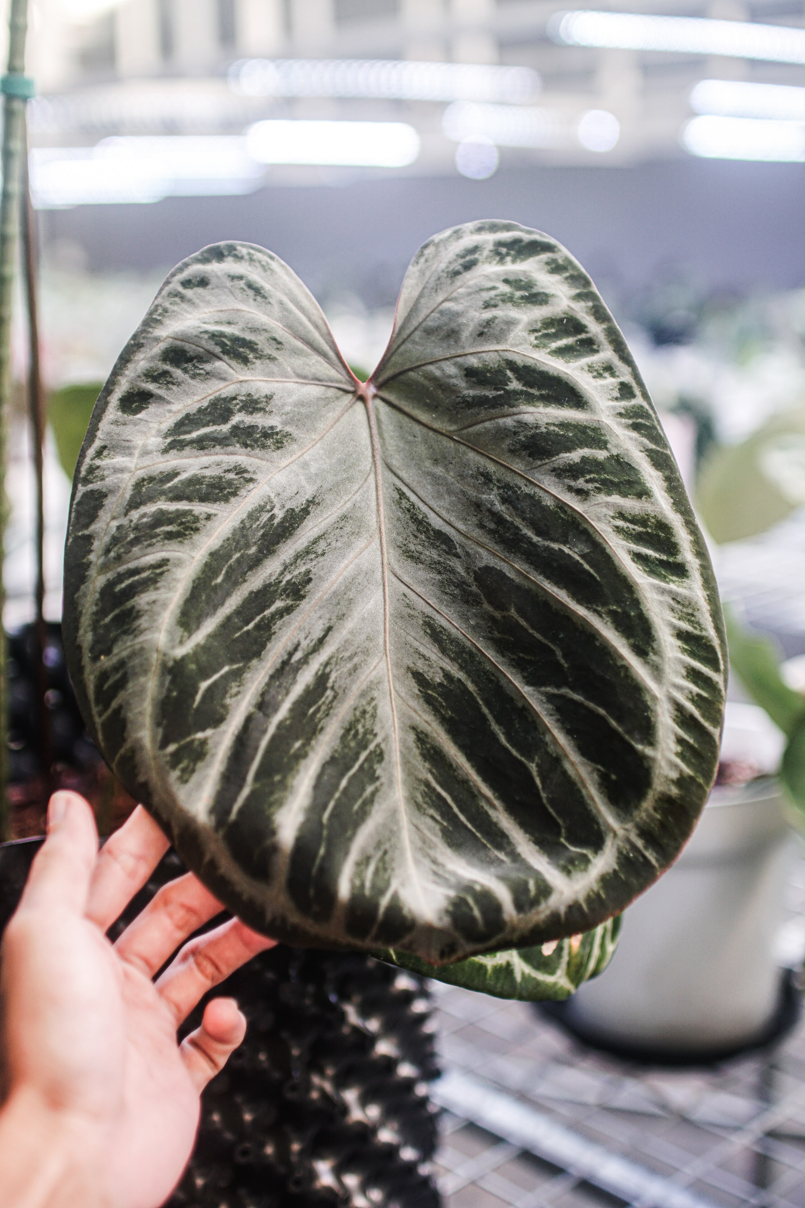 Anthurium Moon Veil "Select" 