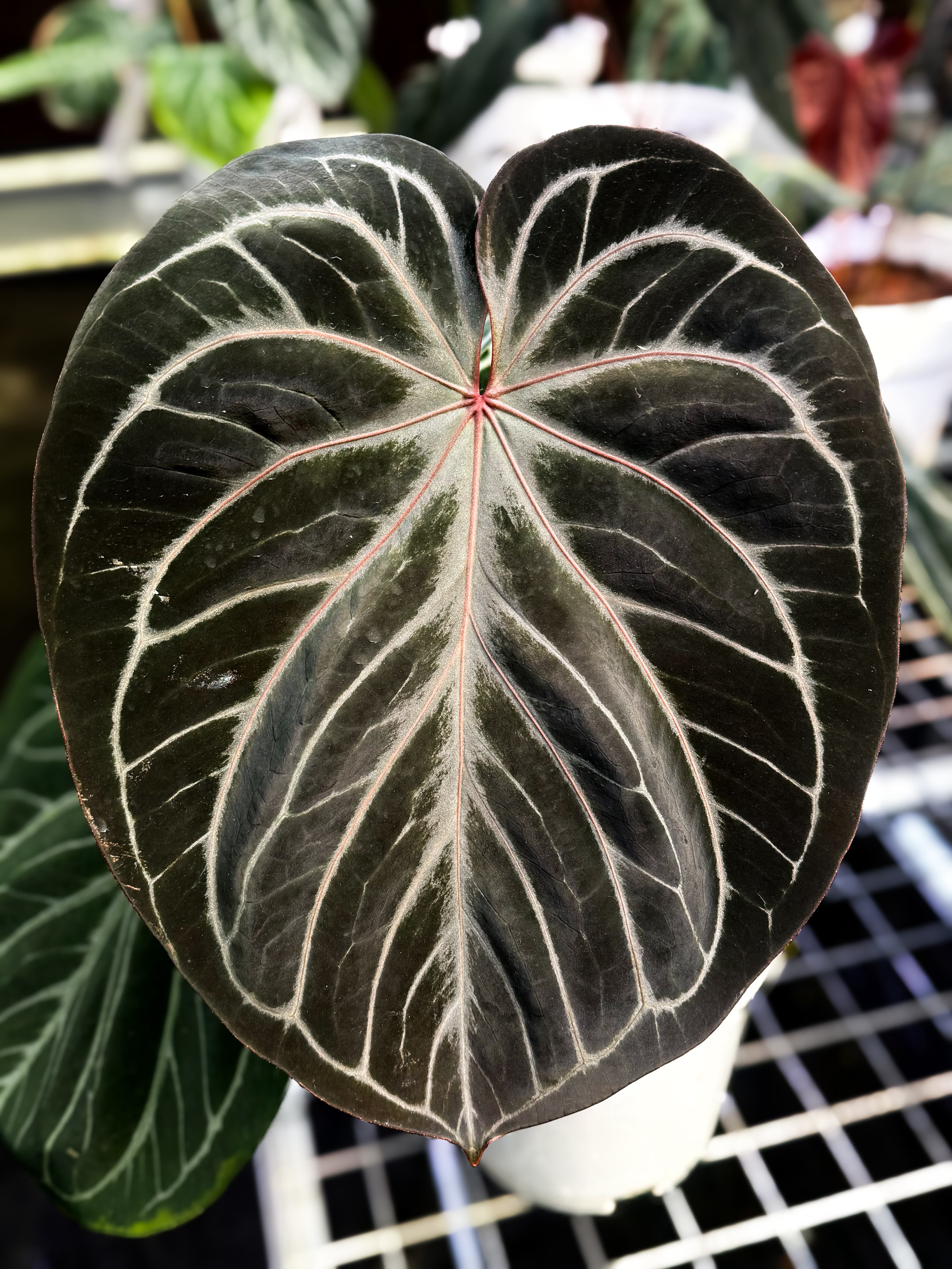 Anthurium KOS "TheBestOne"