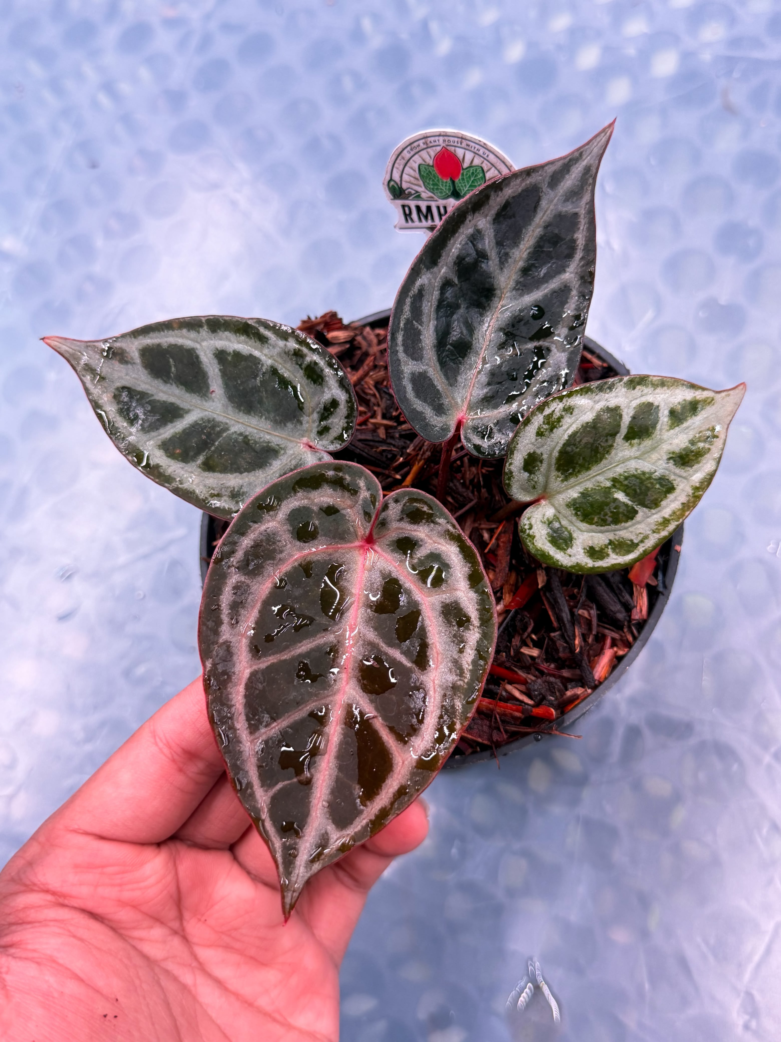 Anthurium HURC Silver Veins x Red Tiger F1