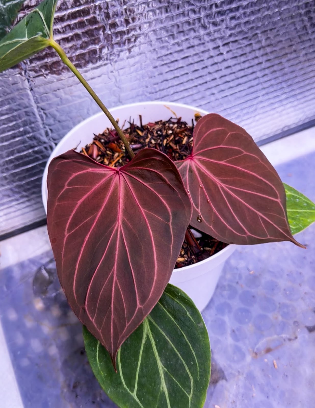 Anthurium KOS