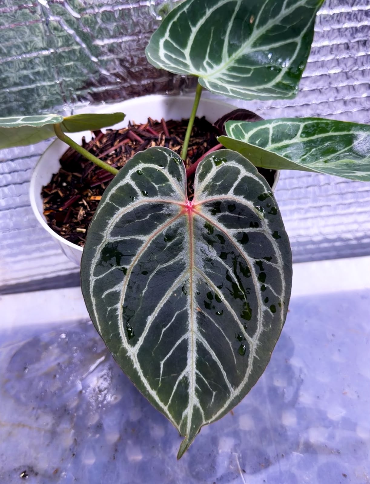 Anthurium HURC "Select" 