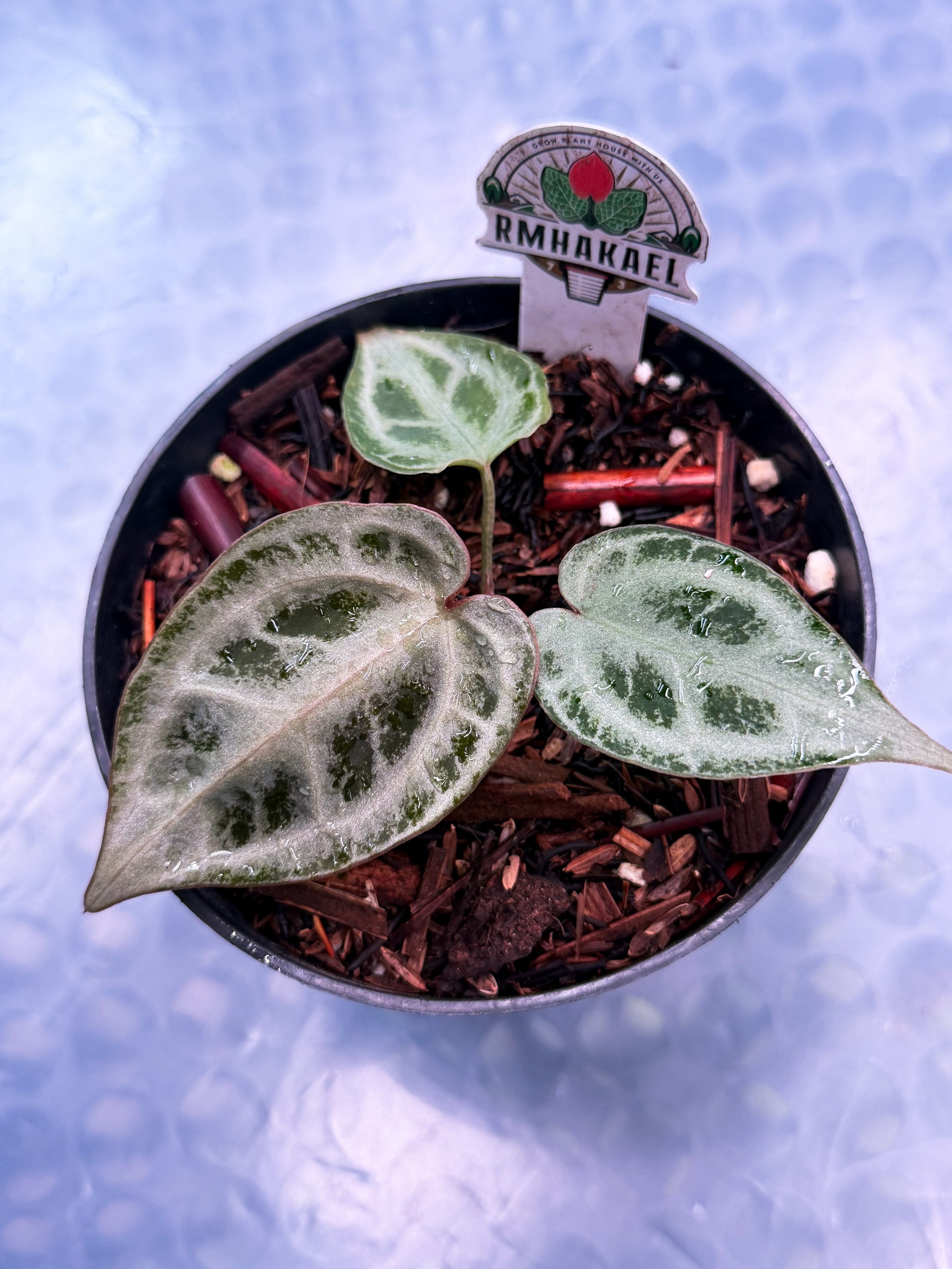 Anthurium Moon Veil "Select" 