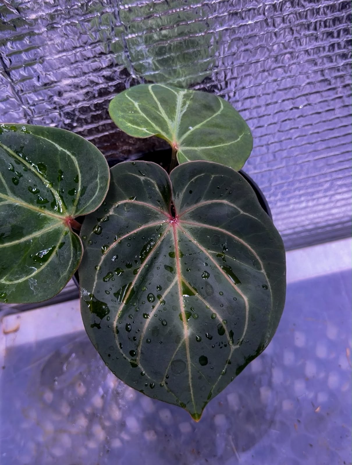 Anthurium KOS "Red Veins"