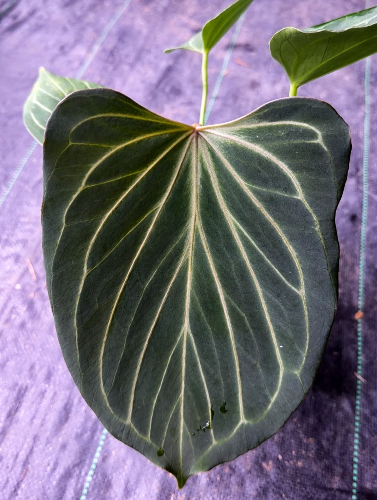 Anthurium KOS Butterfly