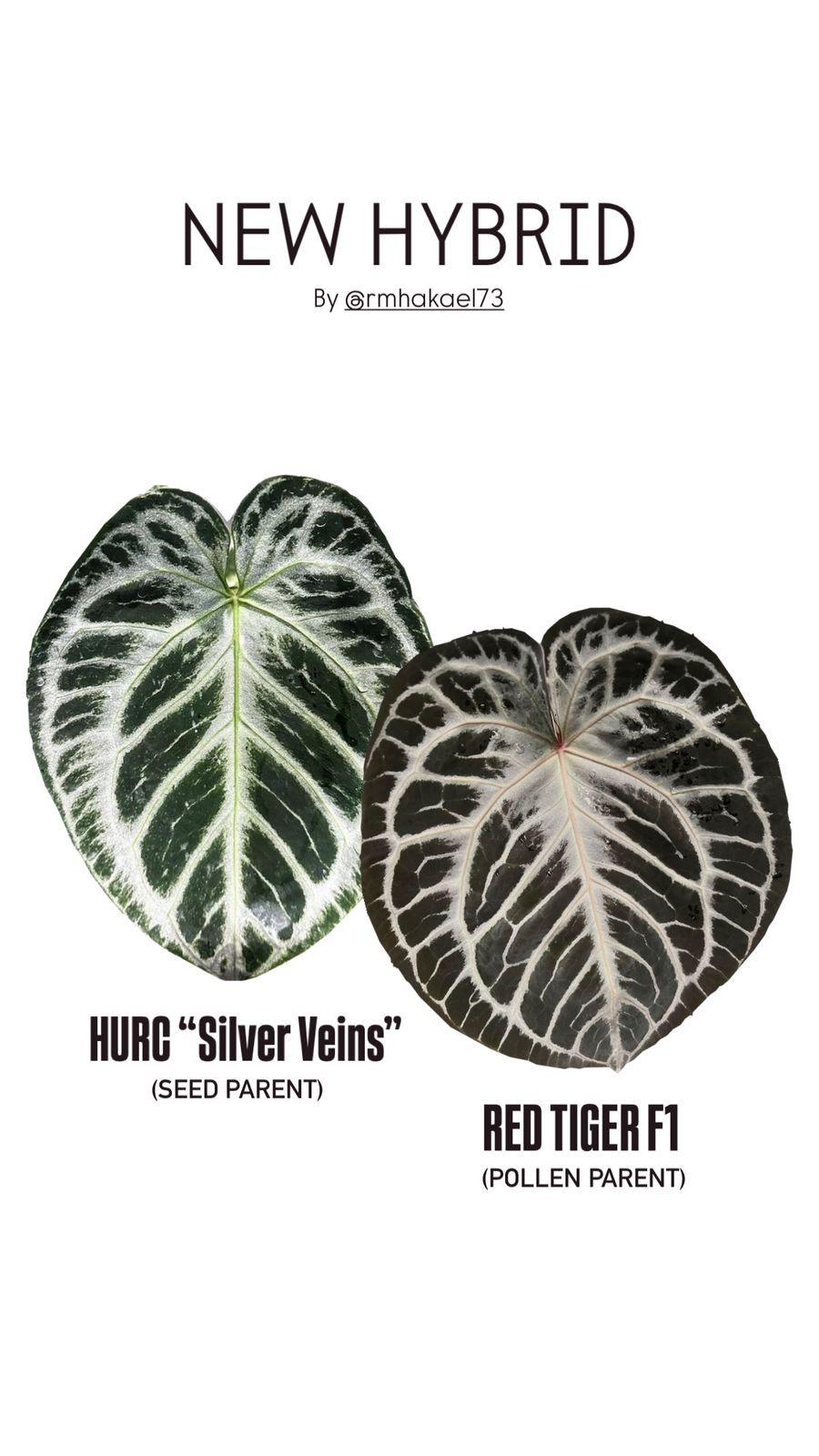 Anthurium HURC Silver Veins x Red Tiger F1 "Selected"