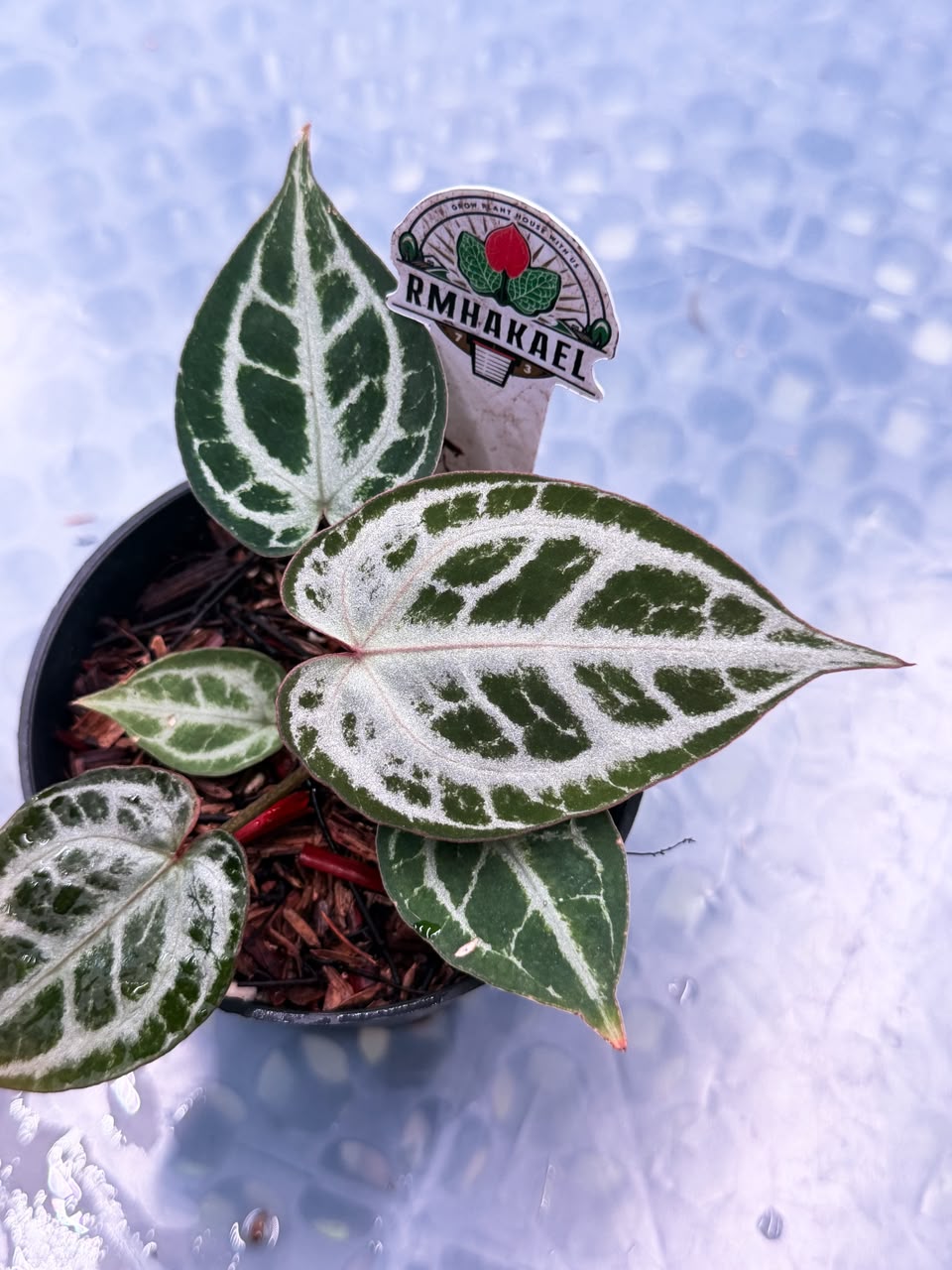 Anthurium HURC Silver Veins x Red Tiger F1 "Selected"