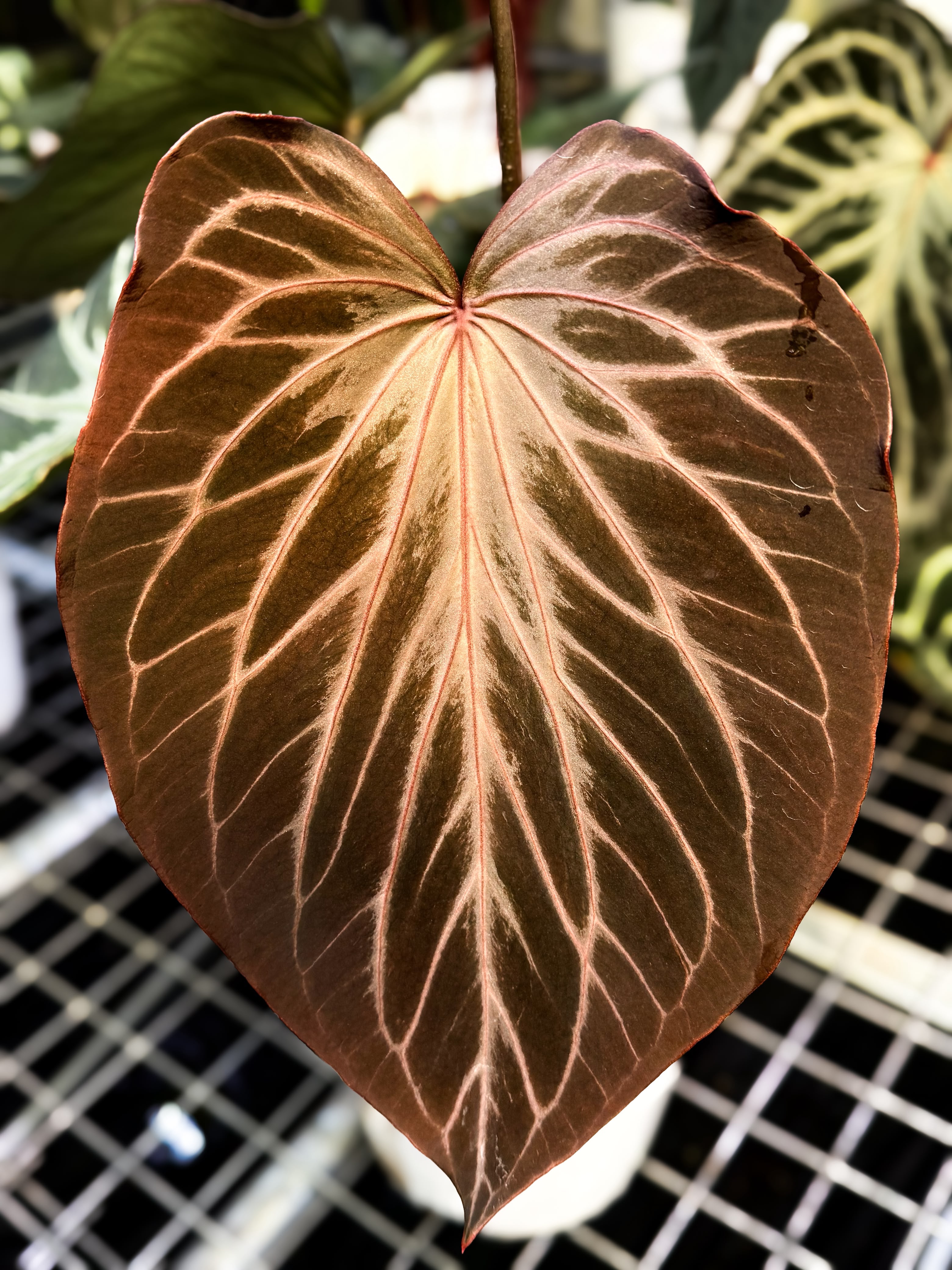 KOS Butterfly "TheBestOne"