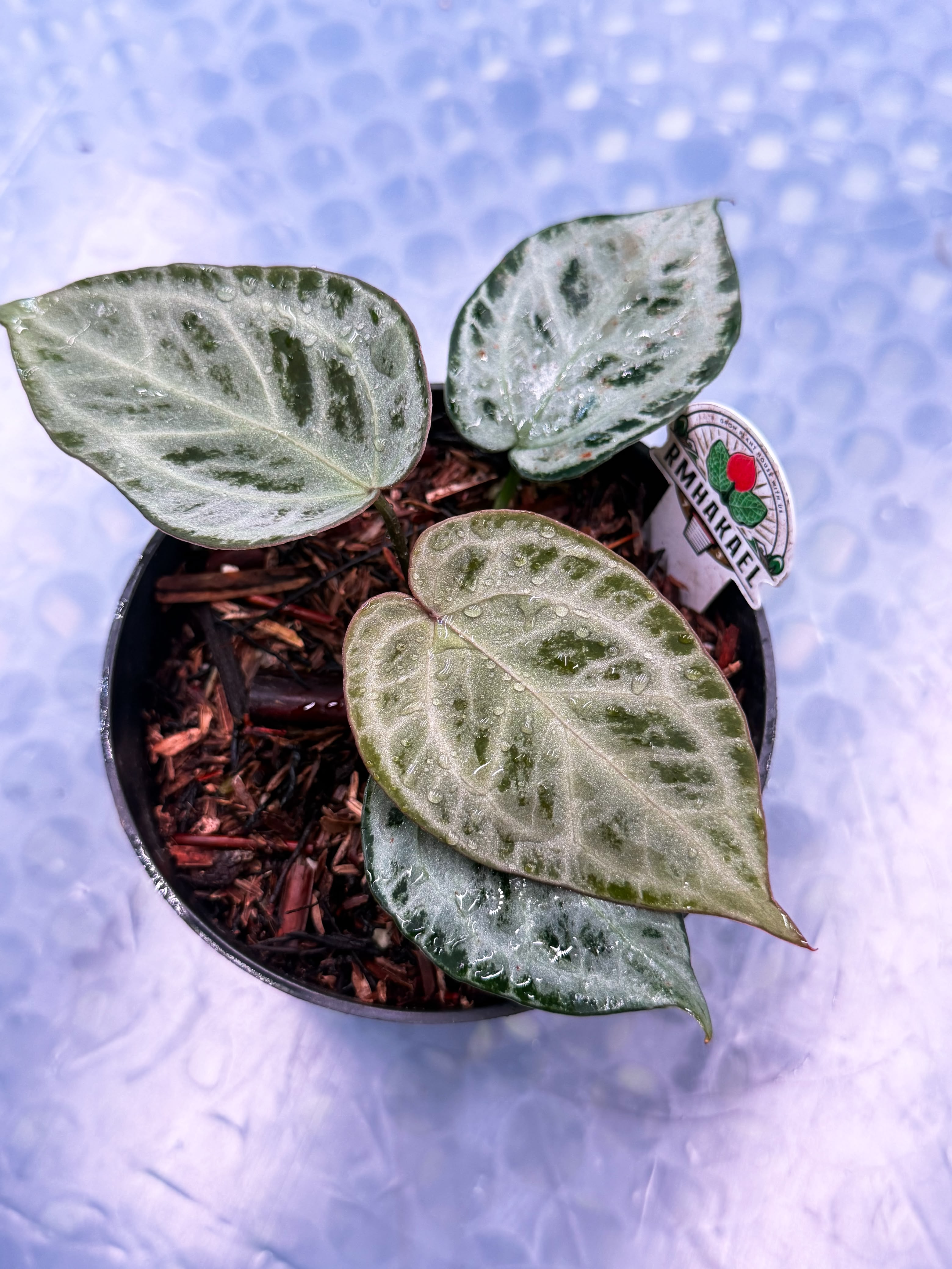 Anthurium Moonveil "Select"