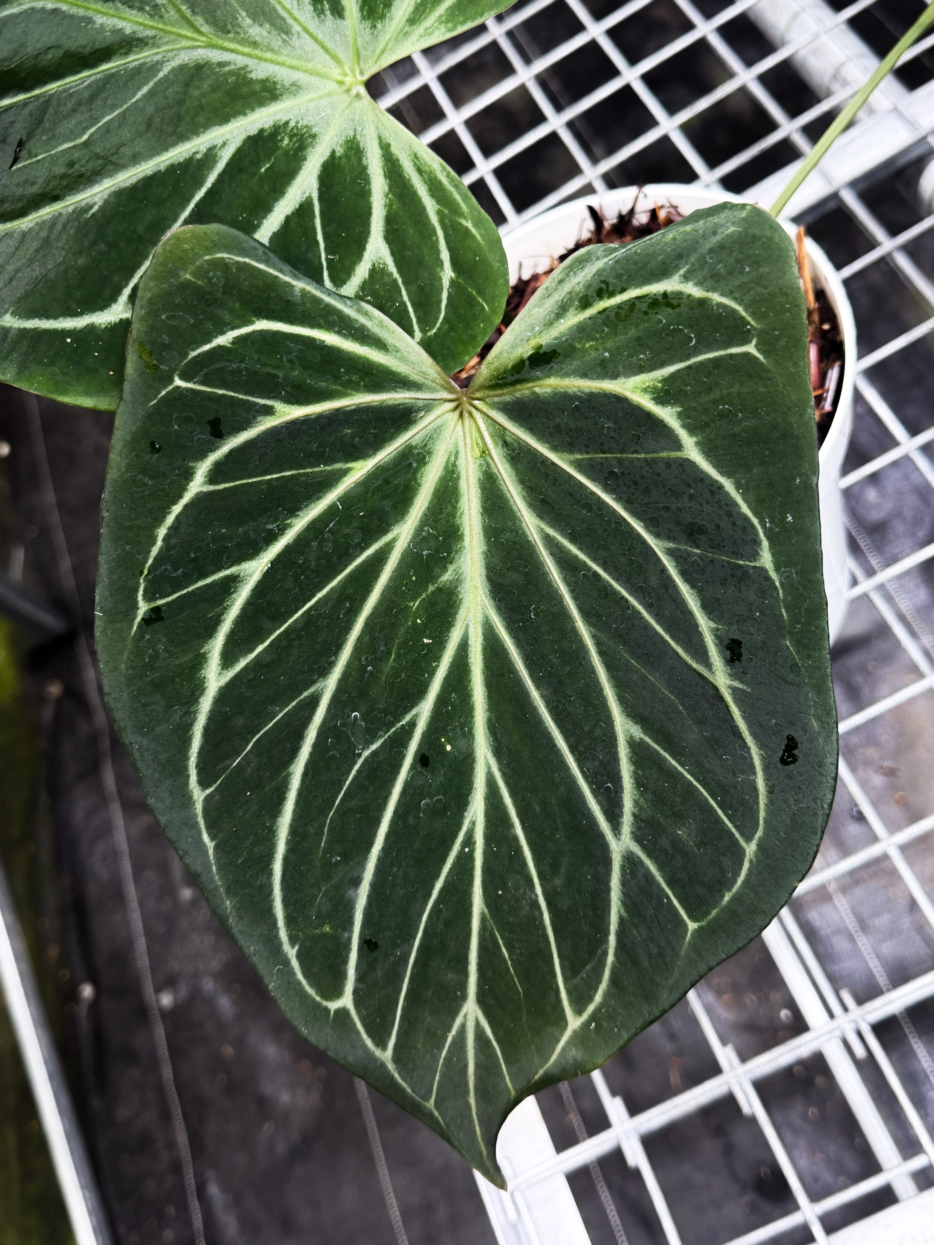 Anthurium King Of Spades Butterfly