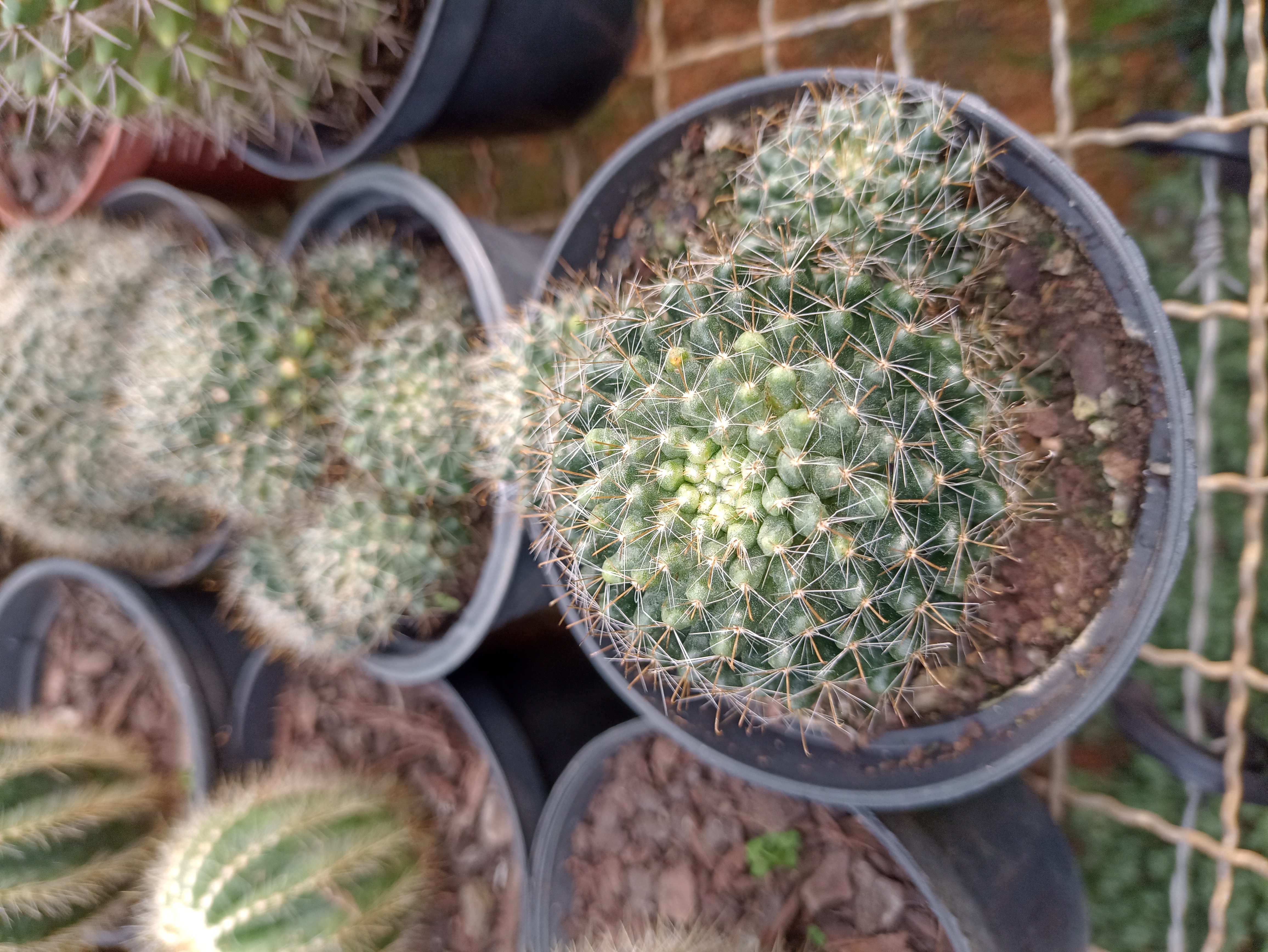 Cacto Mamillaria em Vaso