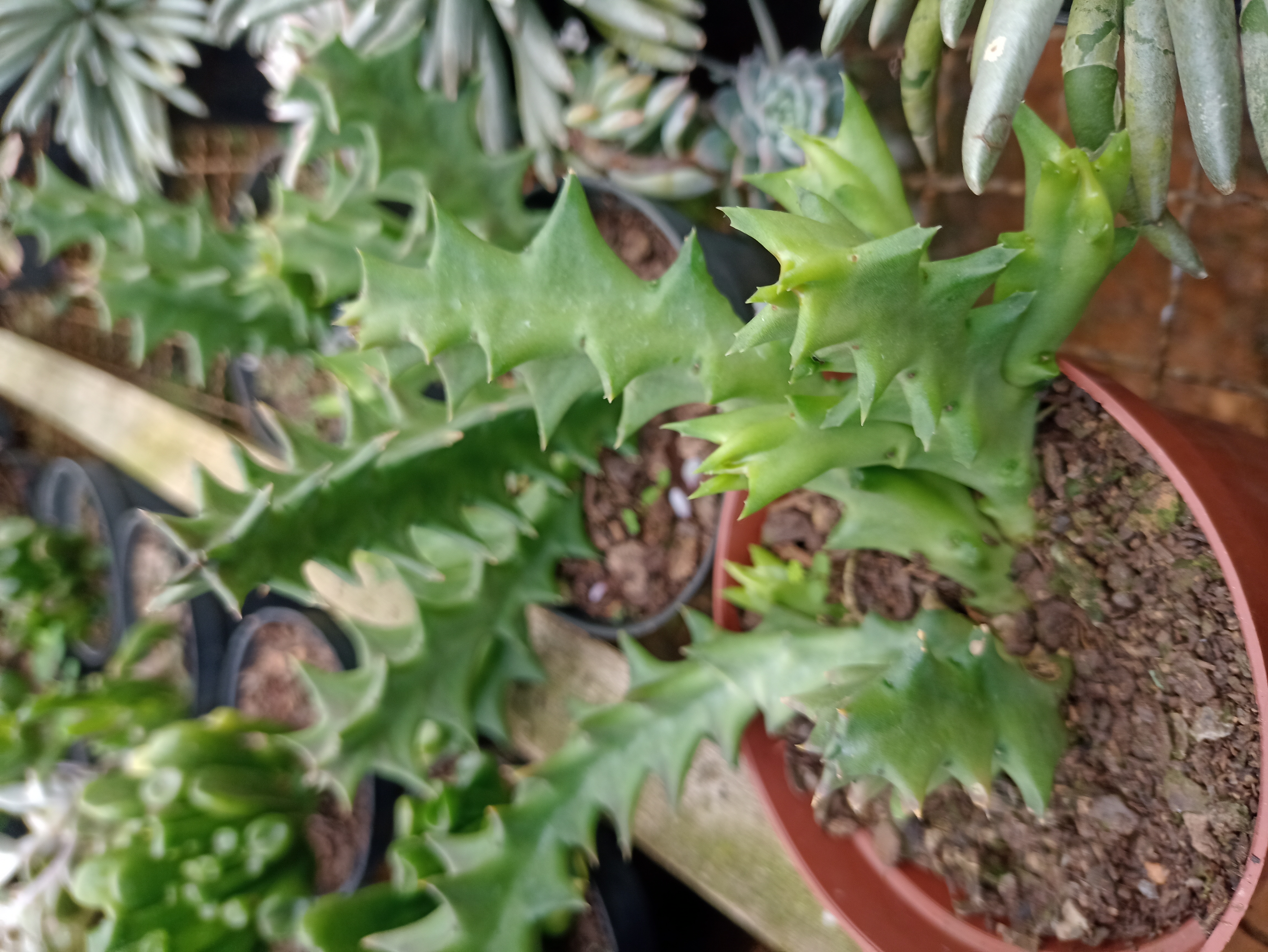 Cacto Estapélia