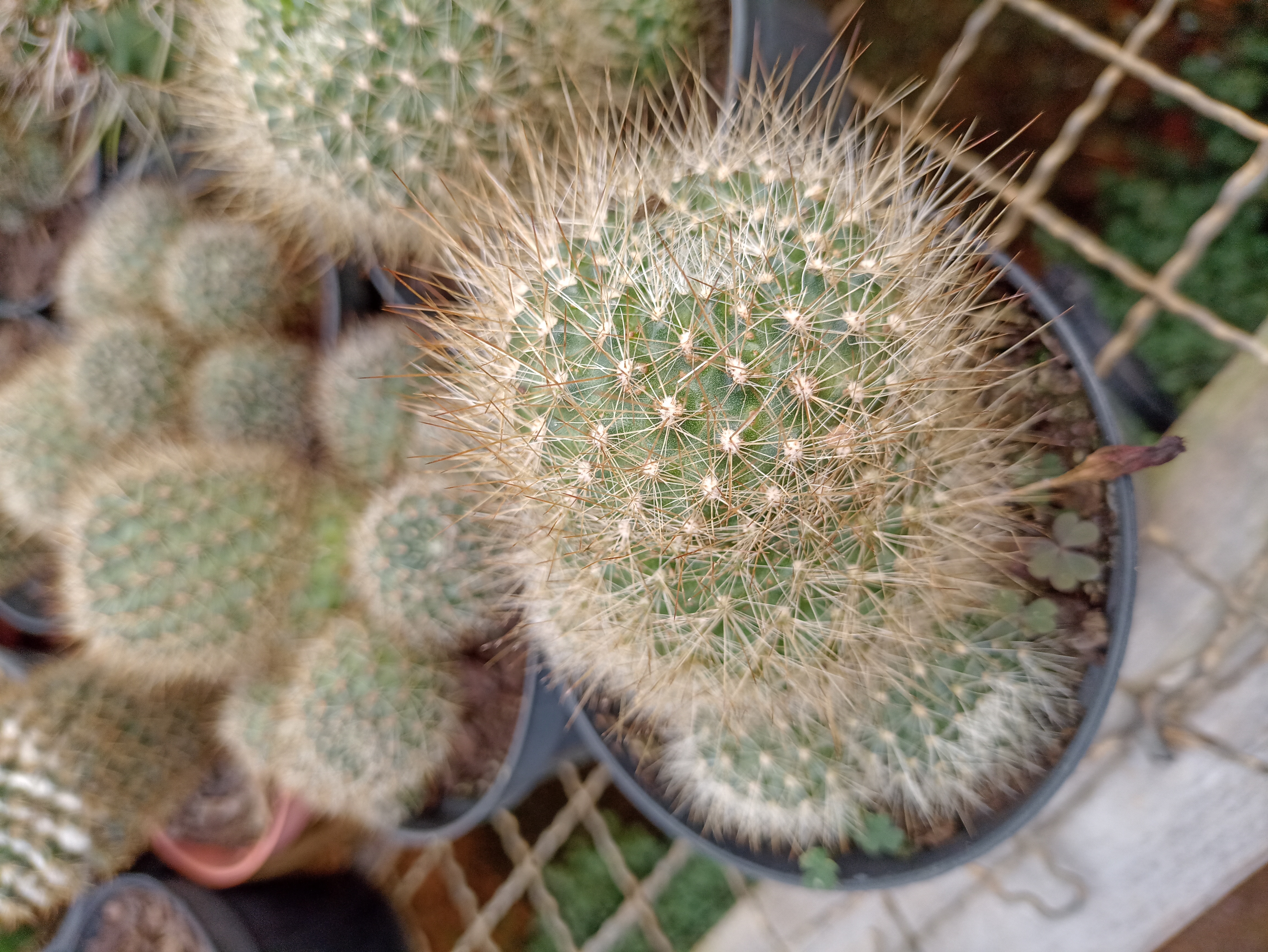 Cacto Mammillaria
