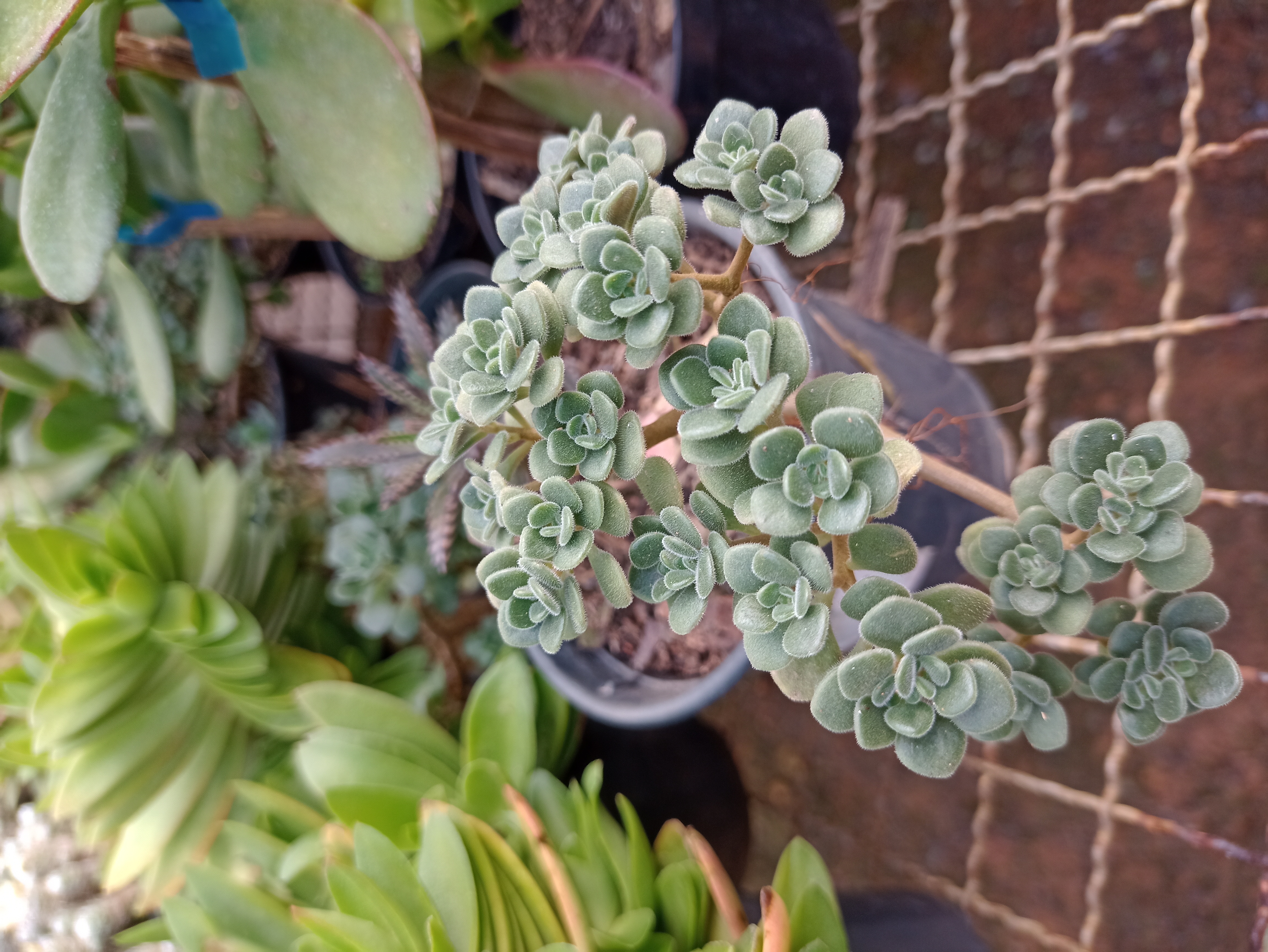 Suculenta Rosetinha
